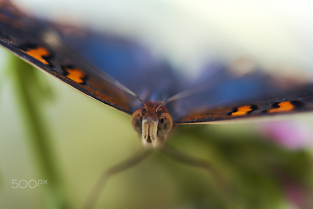 Nikon AF-S Micro-Nikkor 60mm F2.8G ED sample photo. Borboleta em close photography