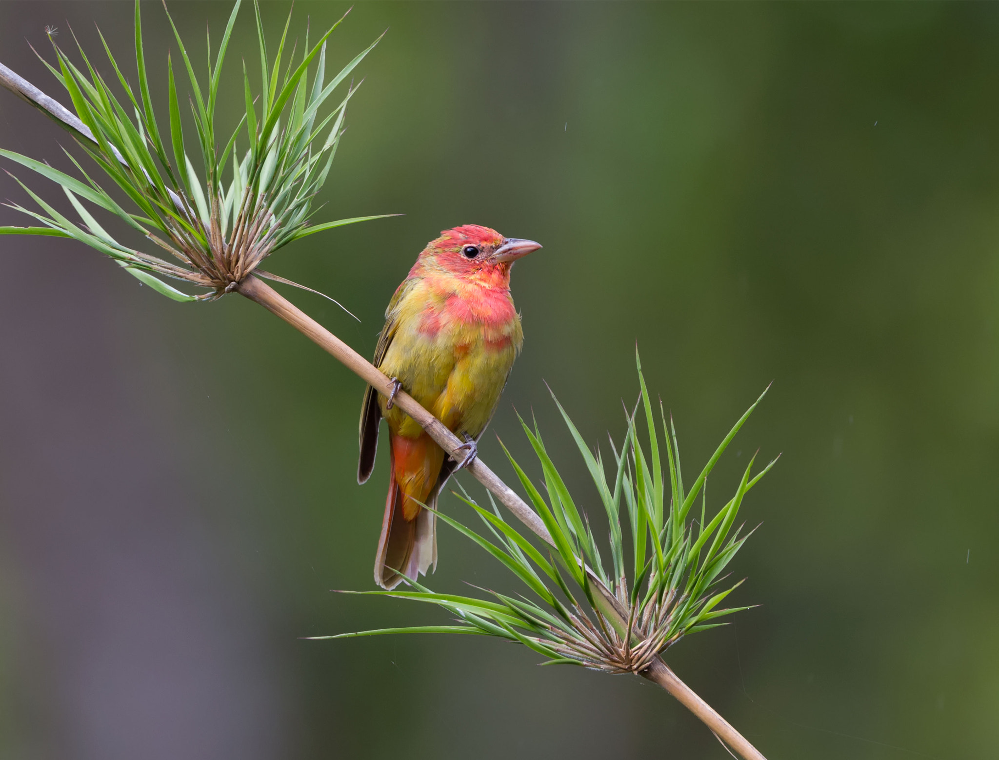 Canon EF 500mm F4L IS USM sample photo. Summer tanager photography