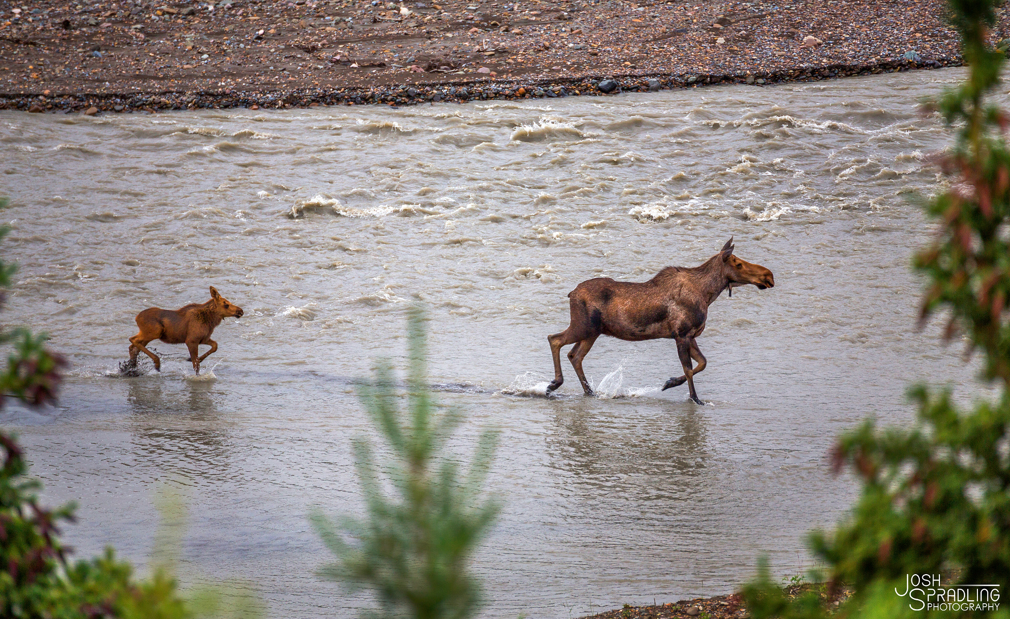 Canon EOS 6D sample photo. Moose and calf photography
