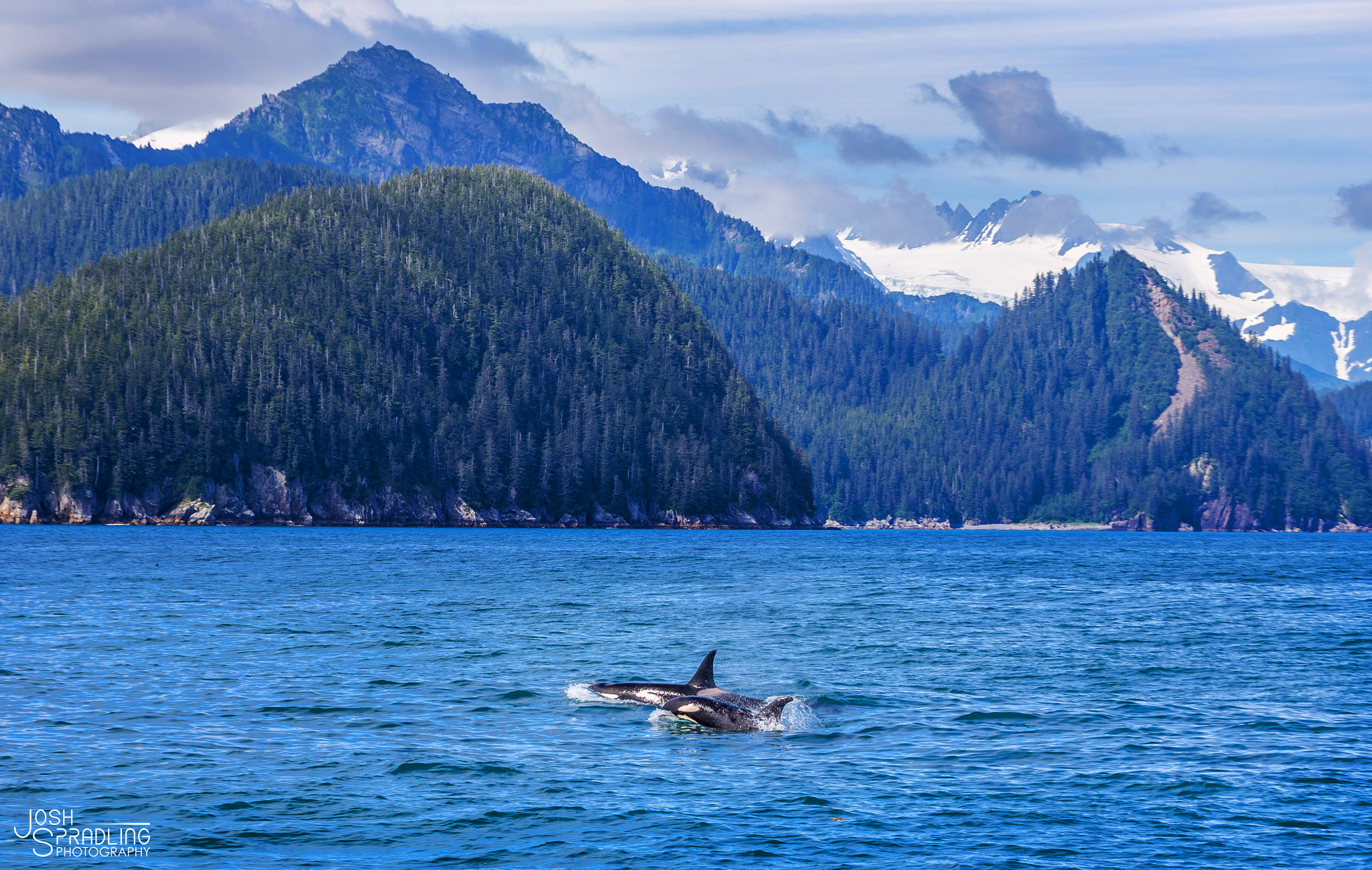 Canon EOS 6D sample photo. Orcas photography