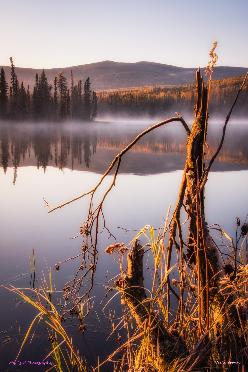 Nikon D7200 sample photo. On golden pond photography