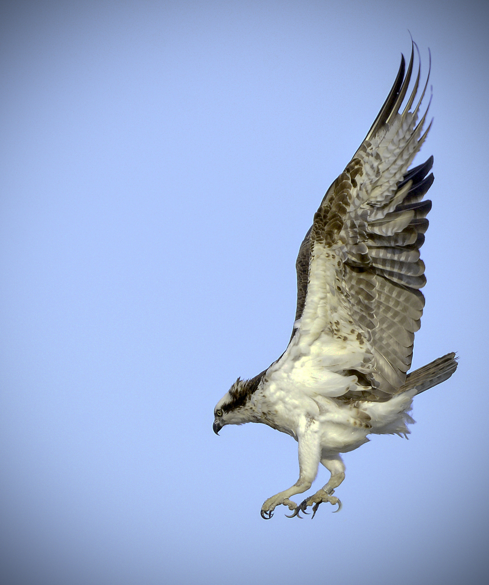 Nikon D600 sample photo. Osprey profile photography