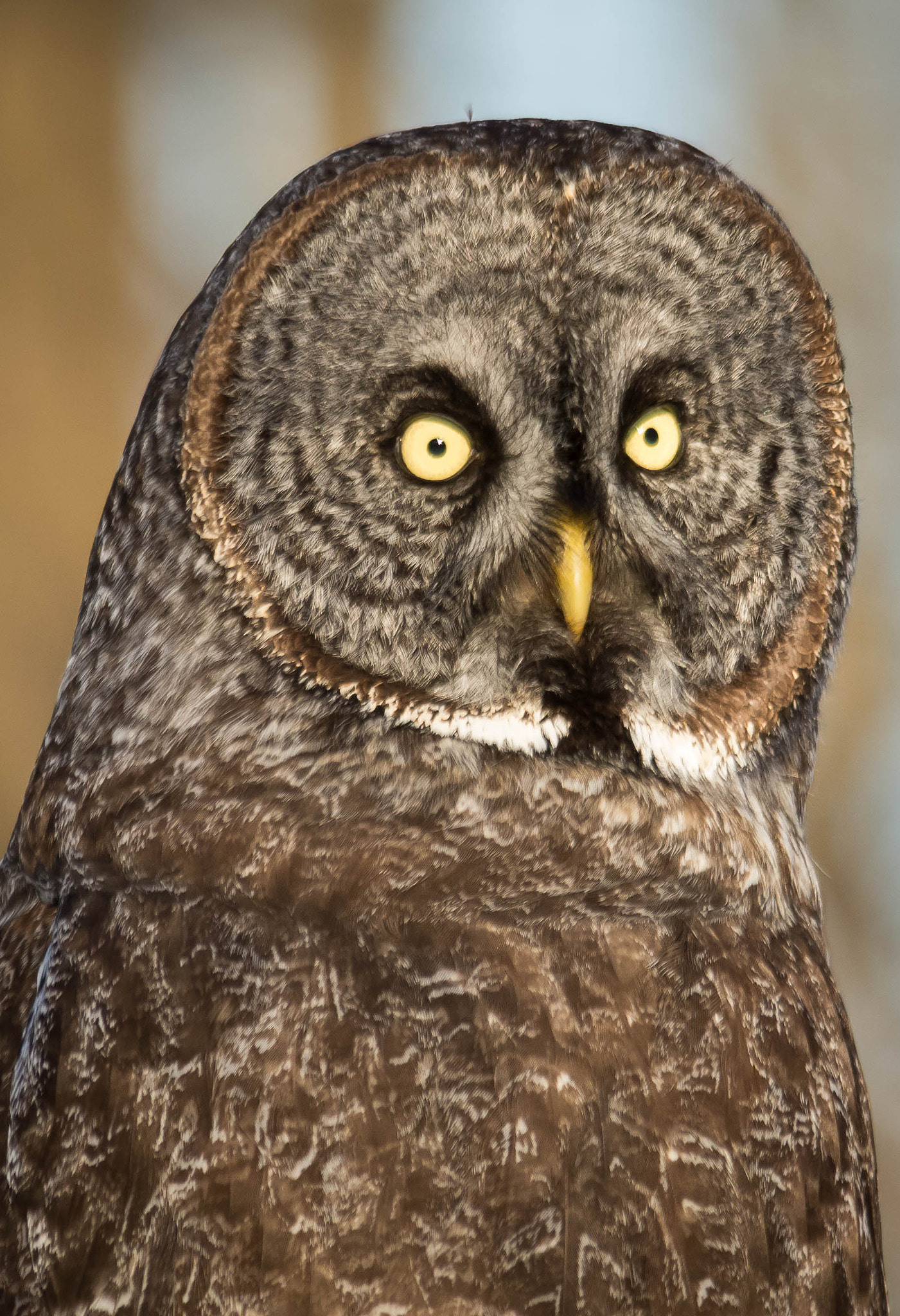 Sigma 150-500mm F5-6.3 DG OS HSM sample photo. Qa photography