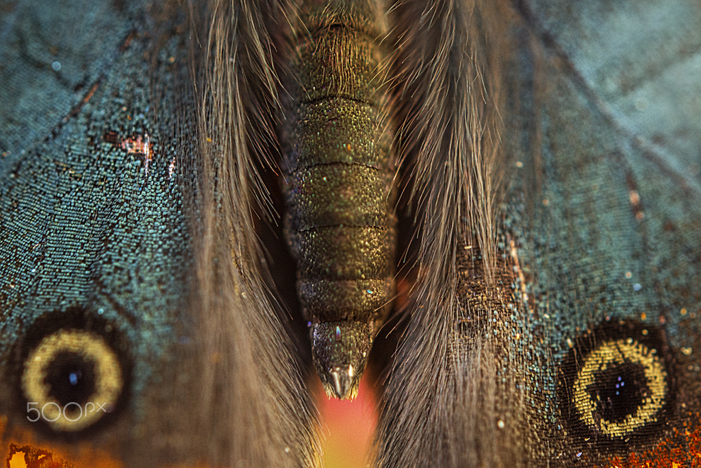Nikon D7100 sample photo. Detalhe de uma borboleta photography