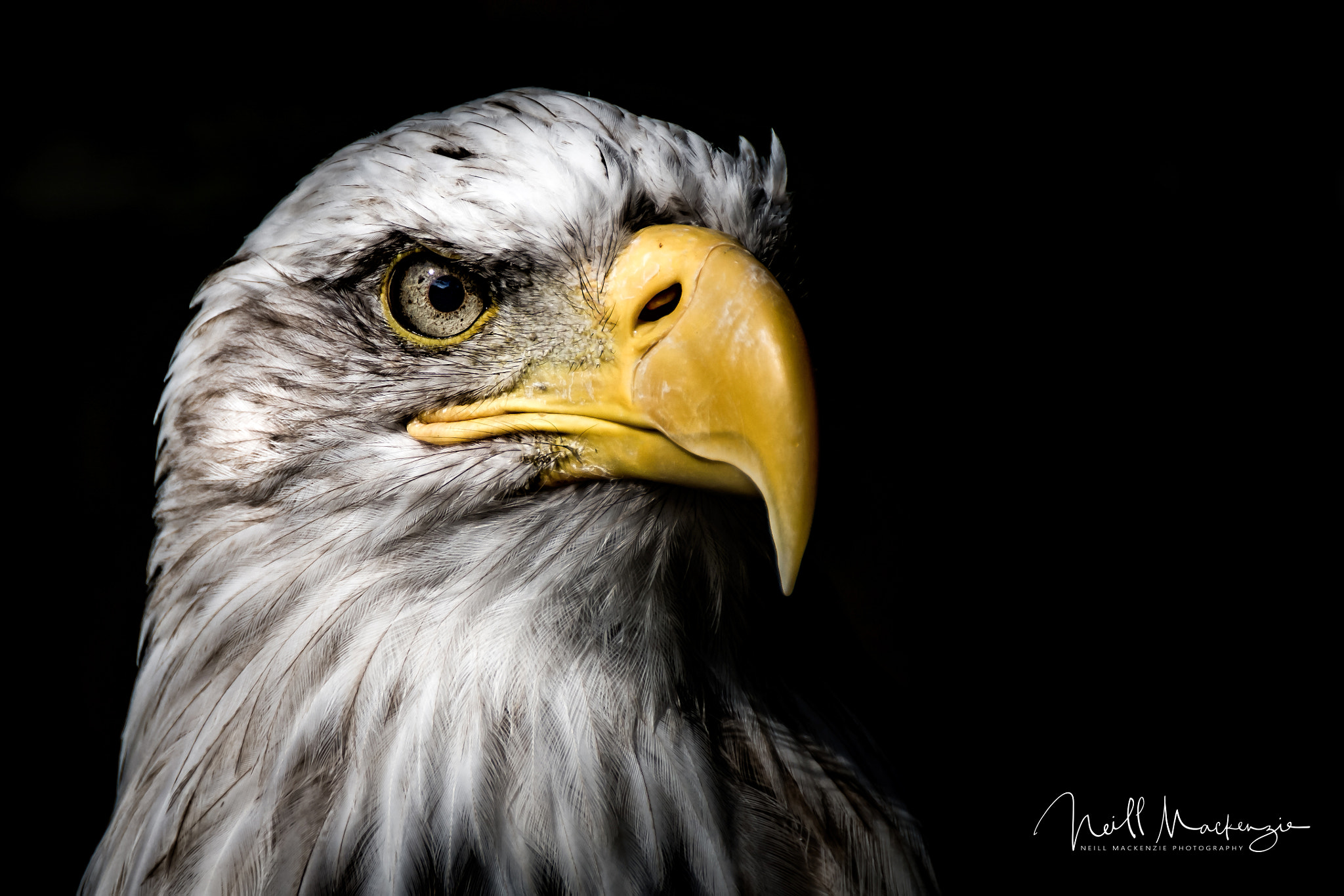 Nikon D7200 sample photo. Bald eagle 1 photography