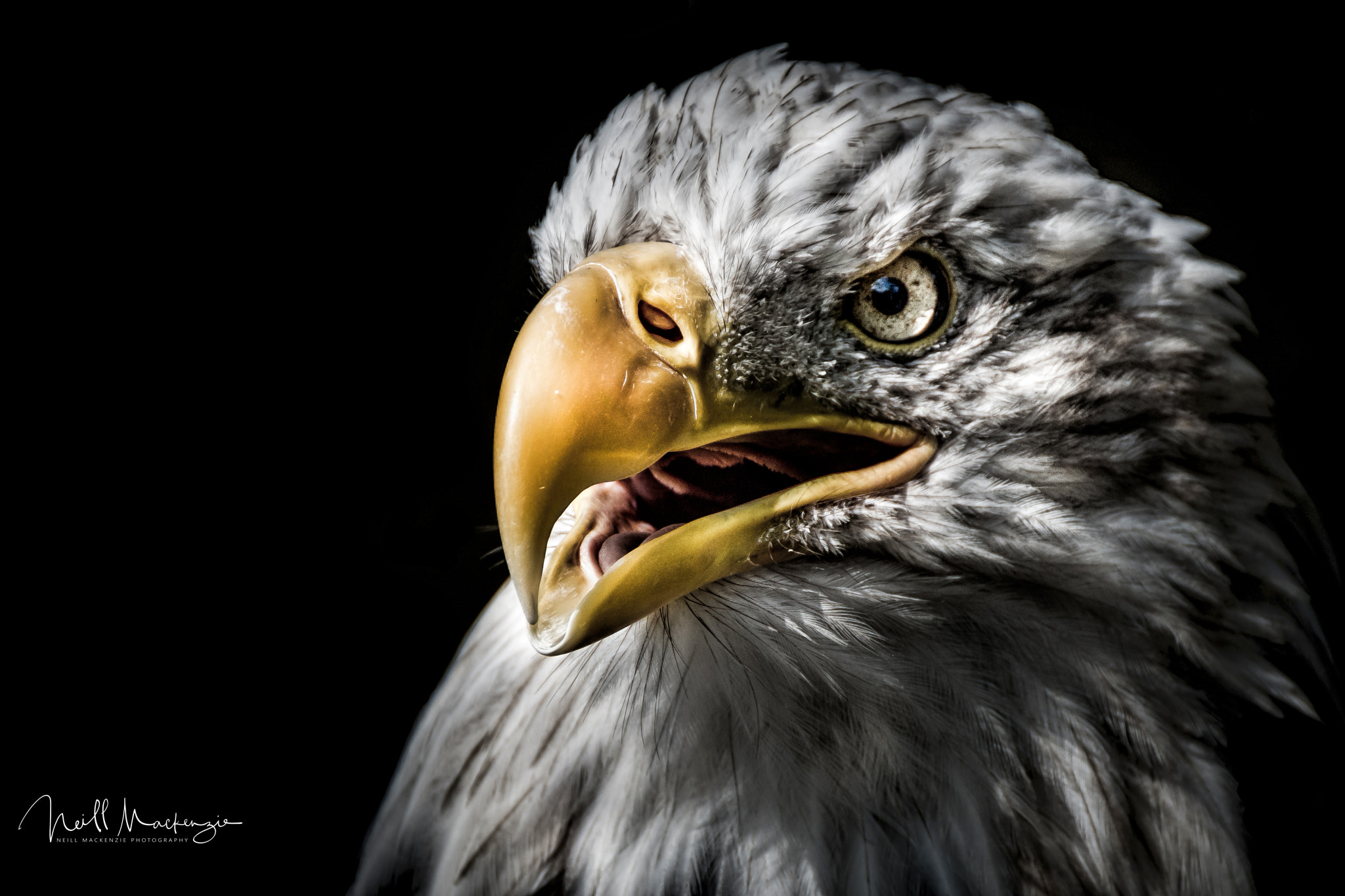 Nikon D7200 sample photo. Bald eagle 2 photography