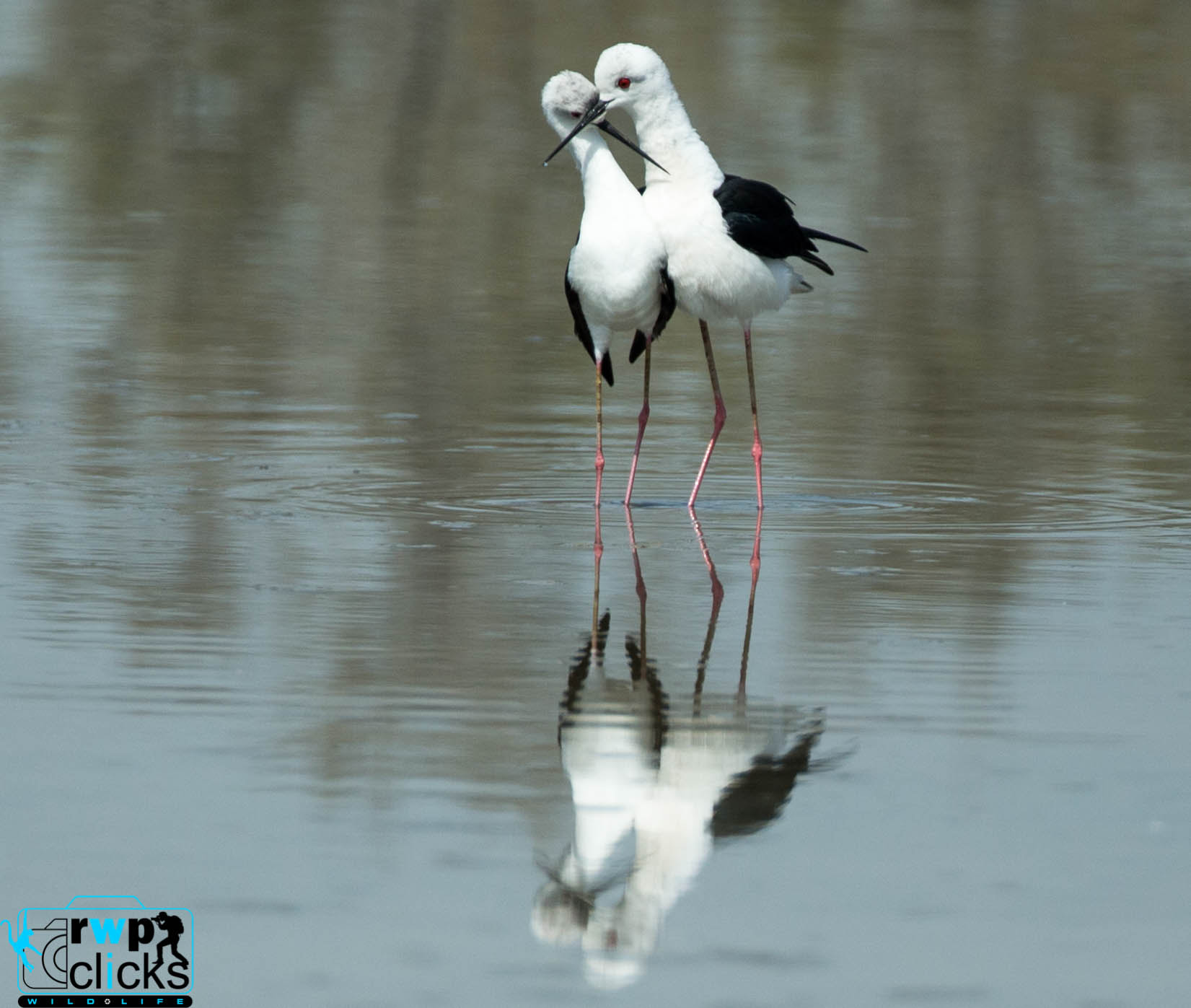 Canon EF 500mm F4L IS USM sample photo. Kissing stilts photography