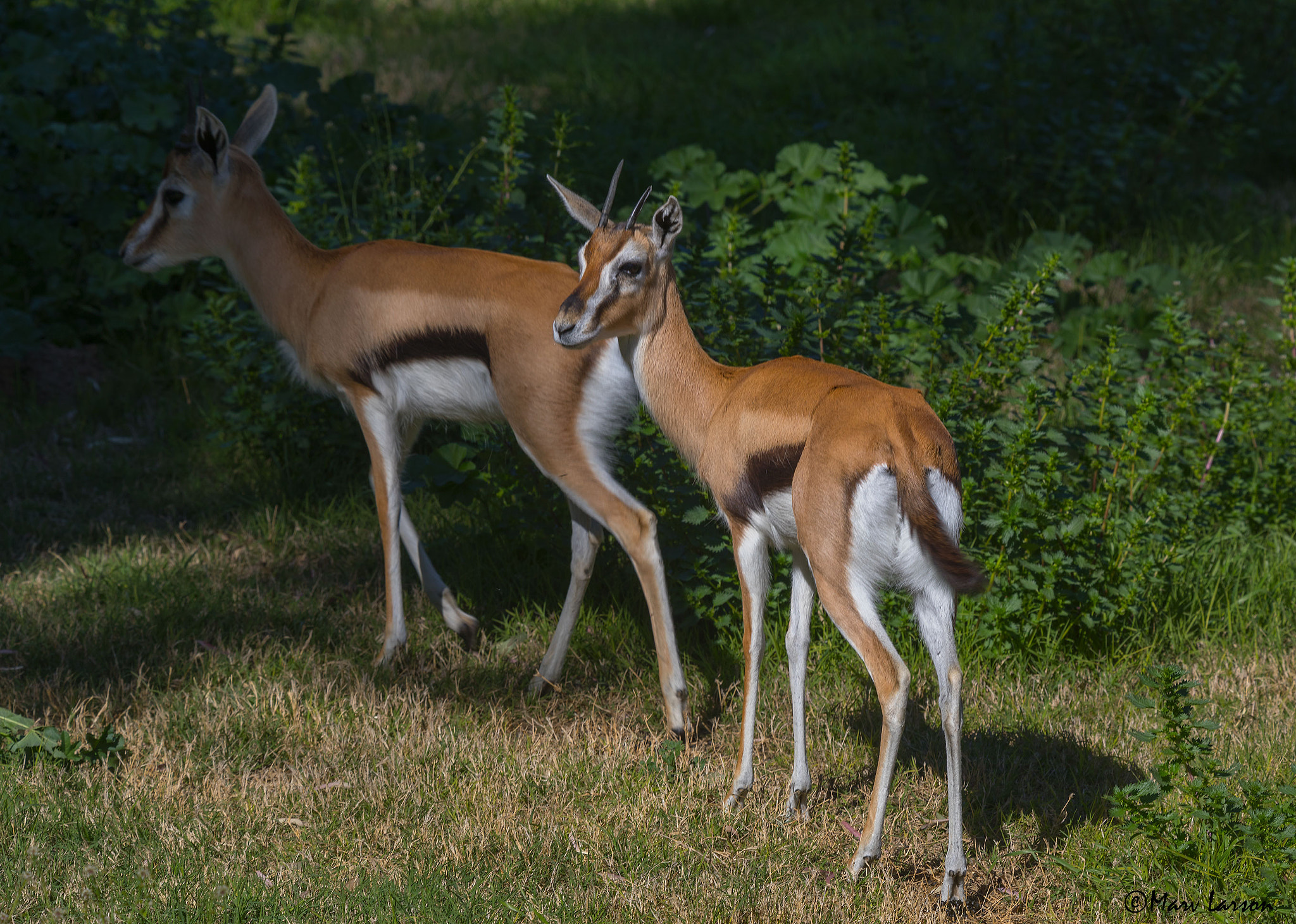 Tamron SP 150-600mm F5-6.3 Di VC USD sample photo. Thompson gazelle photography