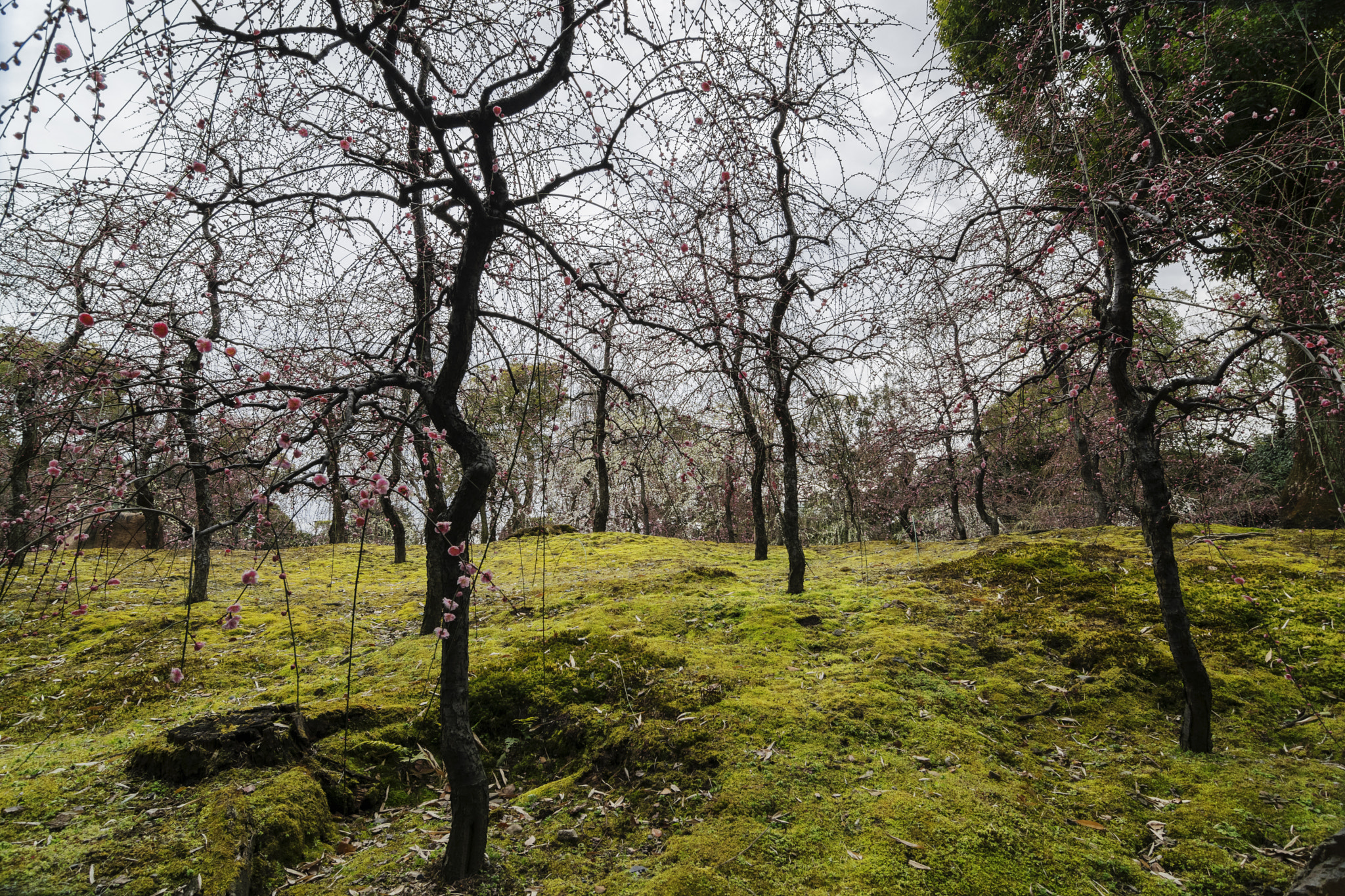 Tokina AT-X Pro 12-24mm F4 (IF) DX sample photo. 梅 photography
