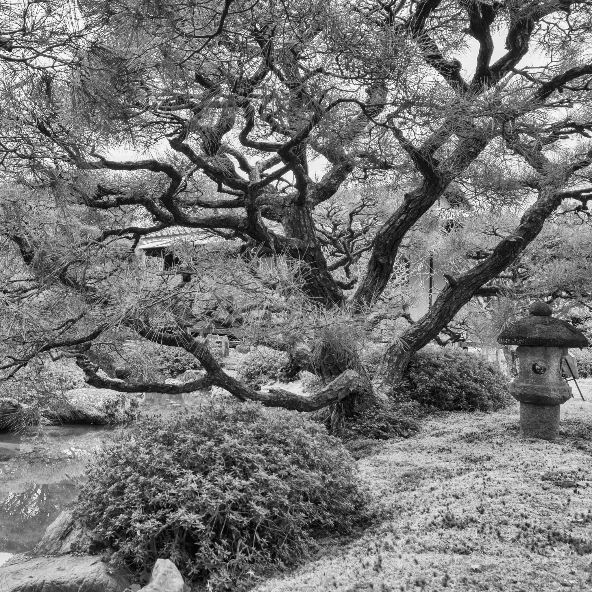 Tokina AT-X Pro 12-24mm F4 (IF) DX sample photo. Oriental caprice photography