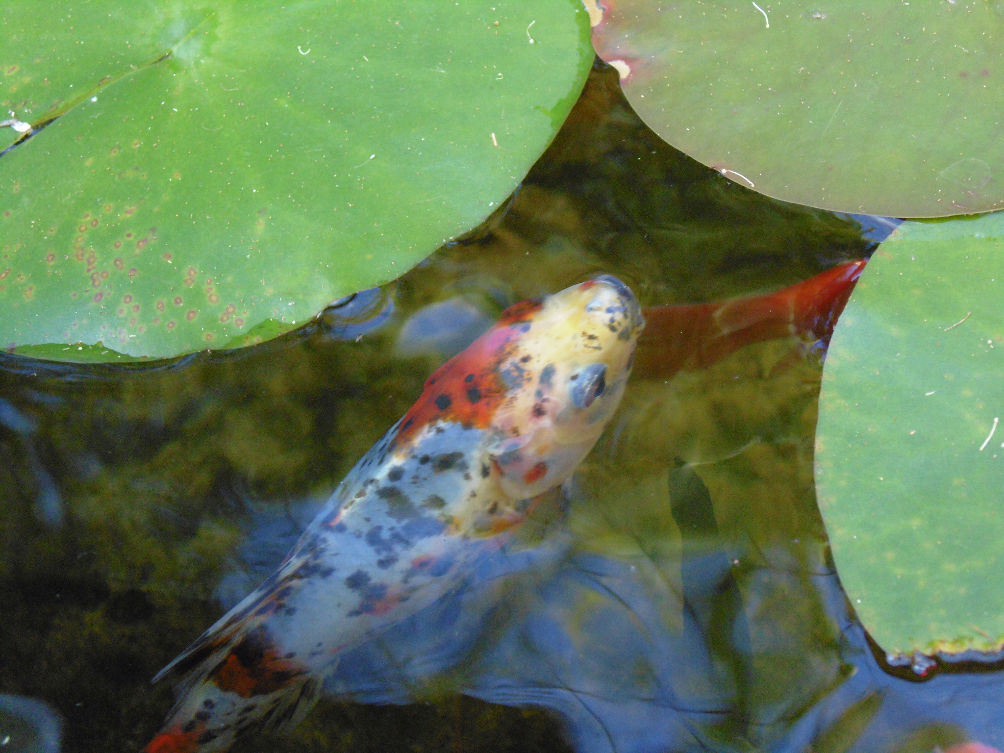 Panasonic Lumix DMC-LZ40 sample photo. Fish photography