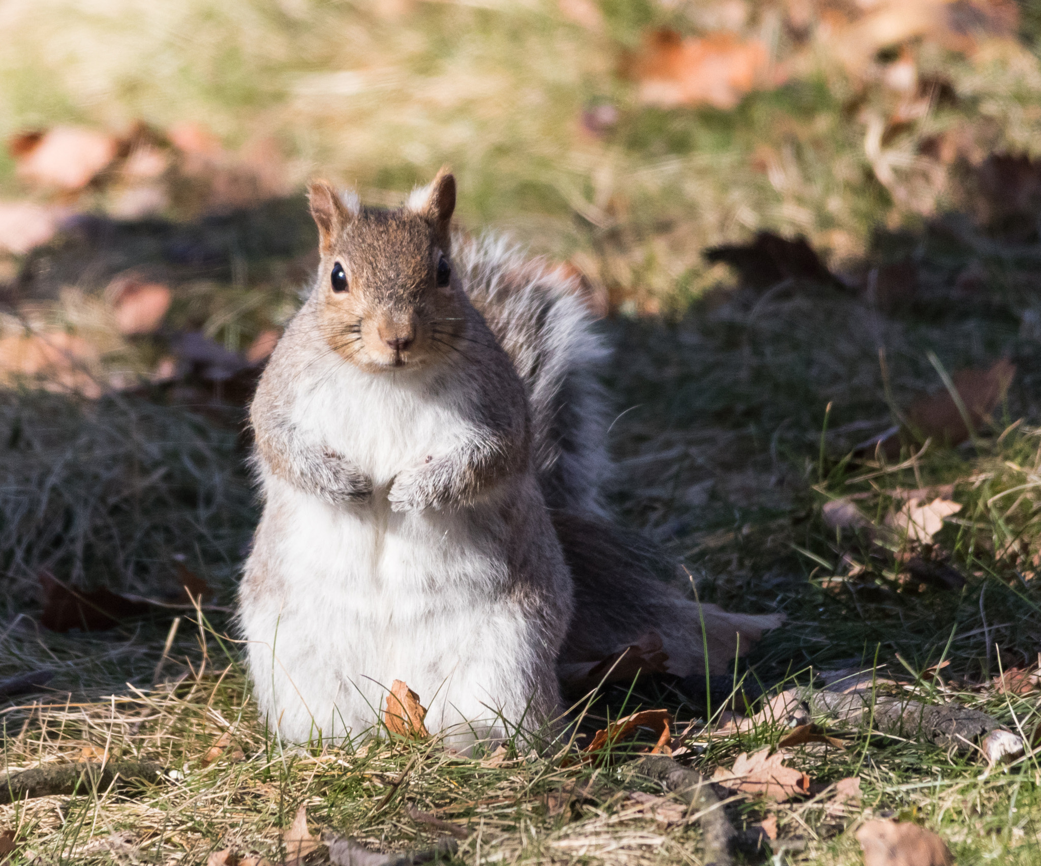 Sigma 150-500mm F5-6.3 DG OS HSM sample photo. Curious squirrel 0 photography