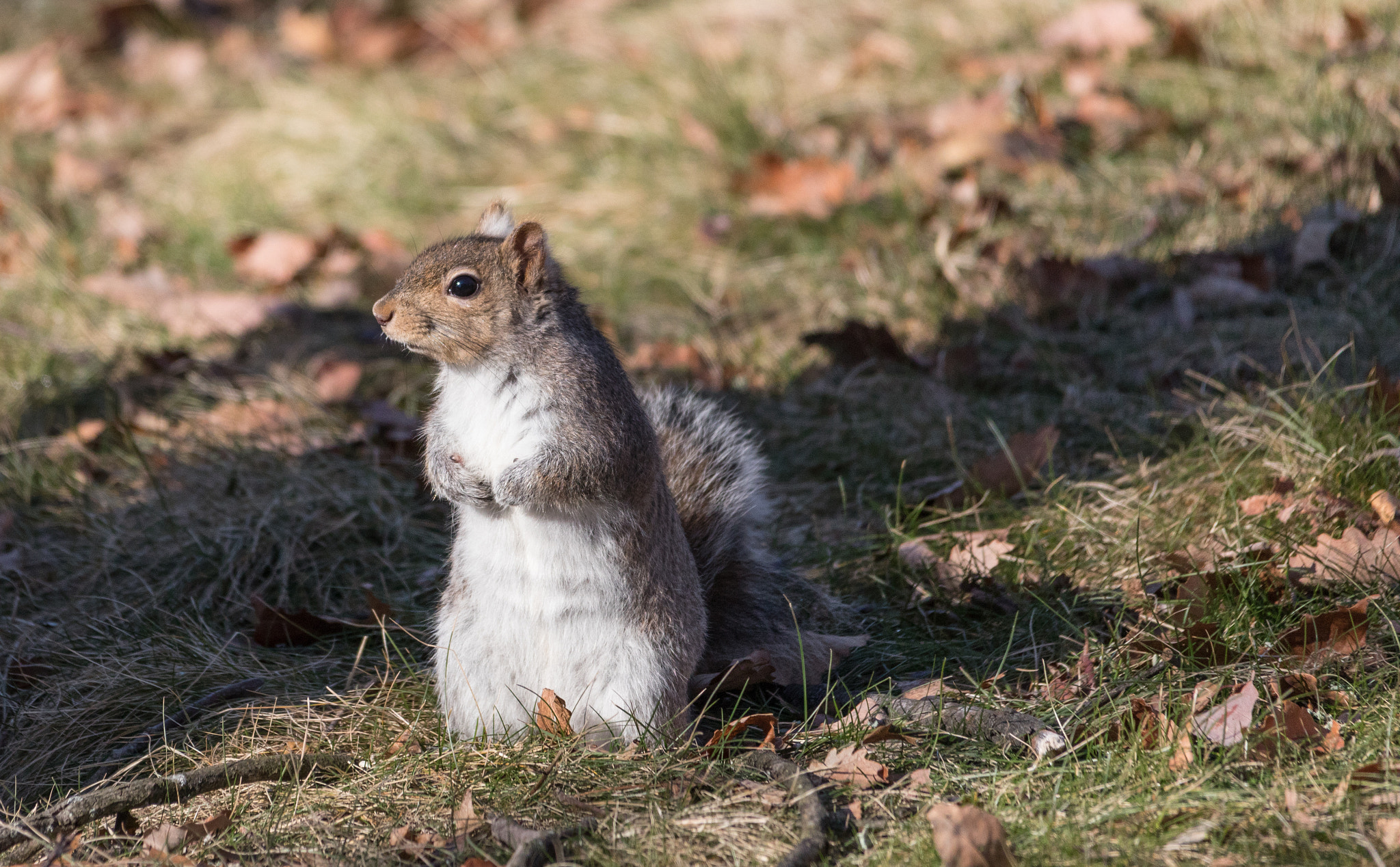 Sigma 150-500mm F5-6.3 DG OS HSM sample photo. Curious squirrel 2 photography