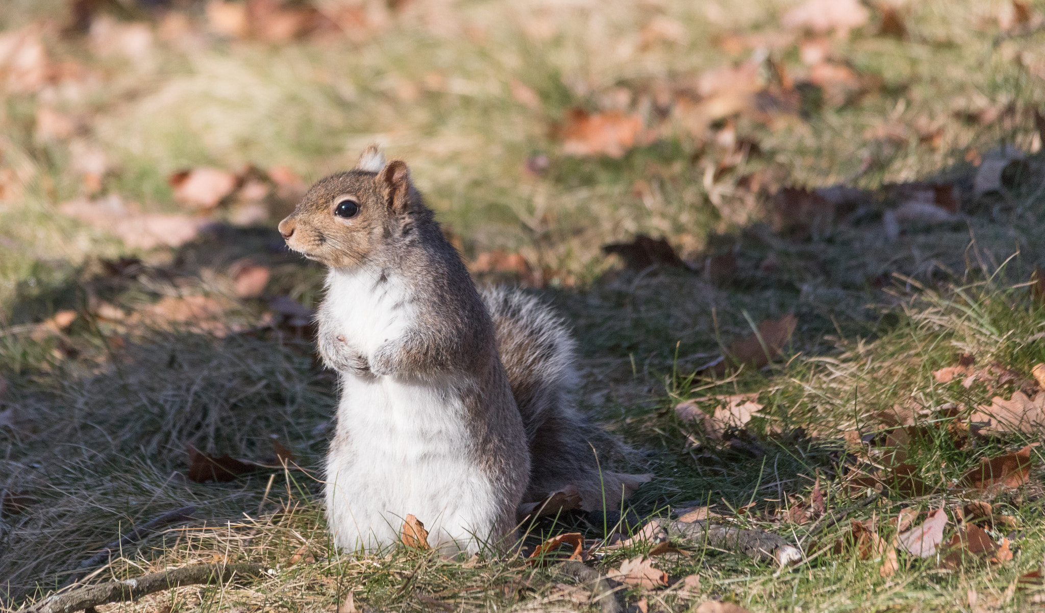 Sigma 150-500mm F5-6.3 DG OS HSM sample photo. Curious squirrel 1 photography