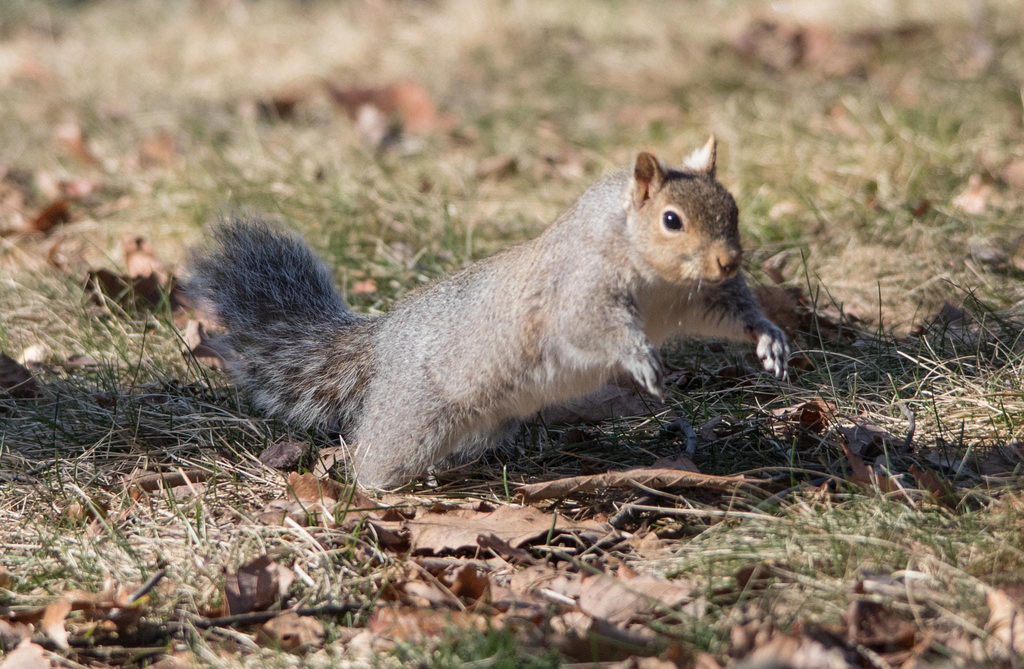 Sigma 150-500mm F5-6.3 DG OS HSM sample photo. Curious squirrel 5 photography