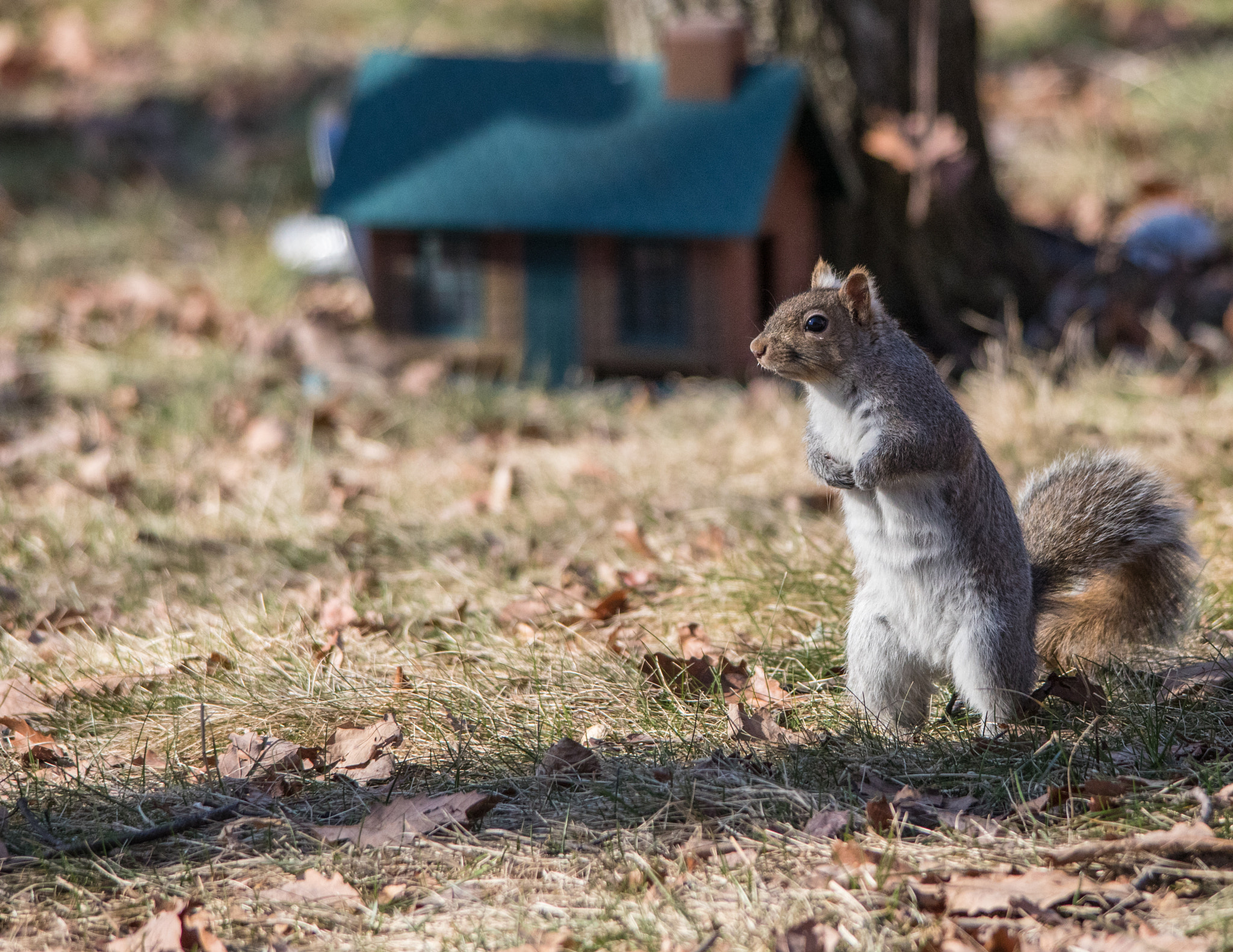 Sigma 150-500mm F5-6.3 DG OS HSM sample photo. Curious squirrel 4 photography