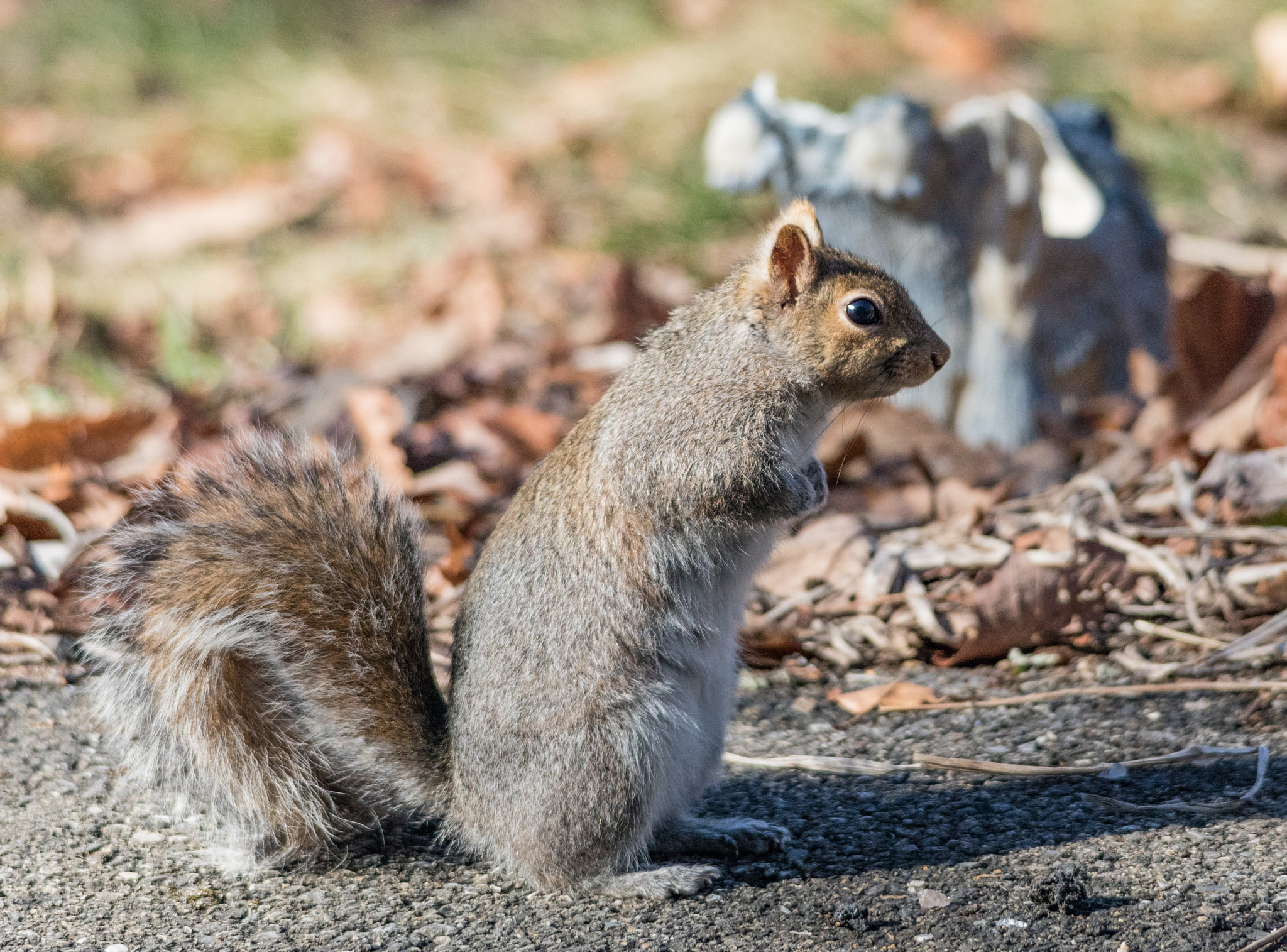 Sigma 150-500mm F5-6.3 DG OS HSM sample photo. Curious squirrel 3 photography