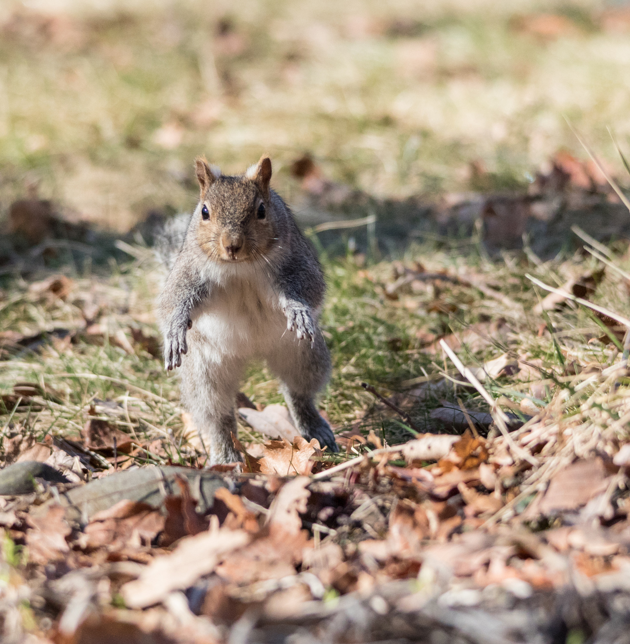 Sigma 150-500mm F5-6.3 DG OS HSM sample photo. Curious squirrel 6 photography