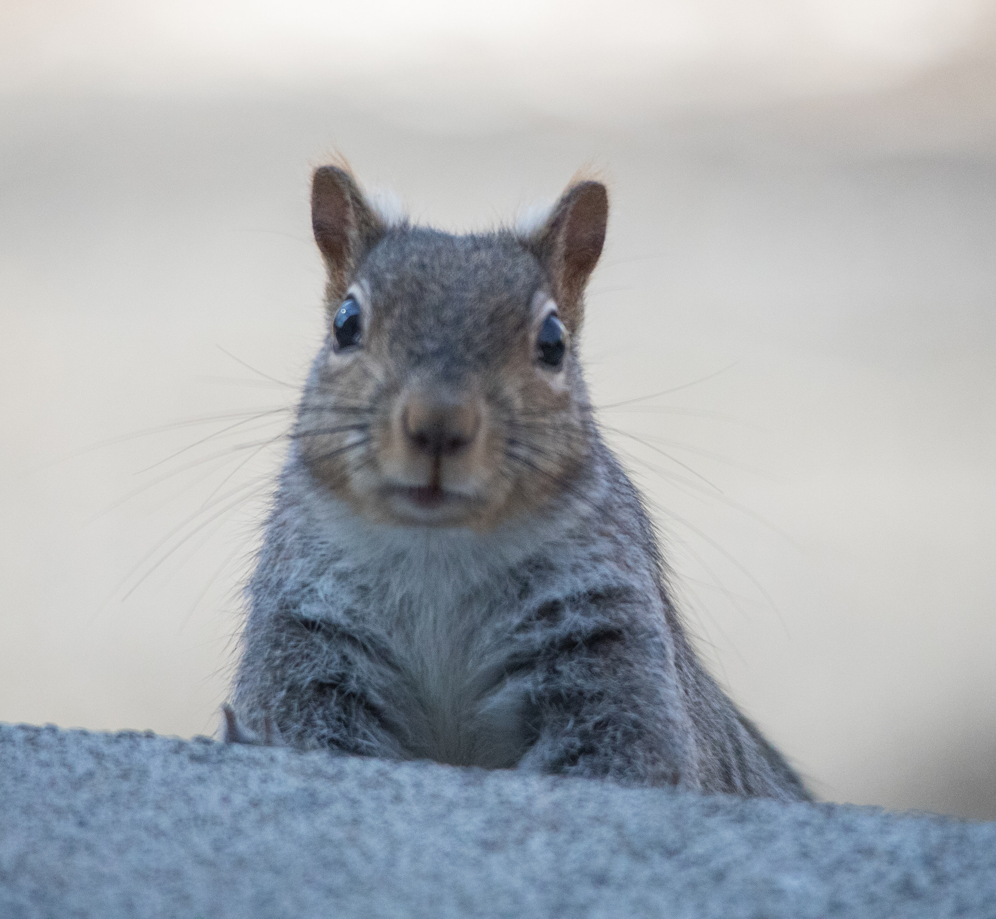 Sigma 150-500mm F5-6.3 DG OS HSM sample photo. Curious squirrel 8 photography