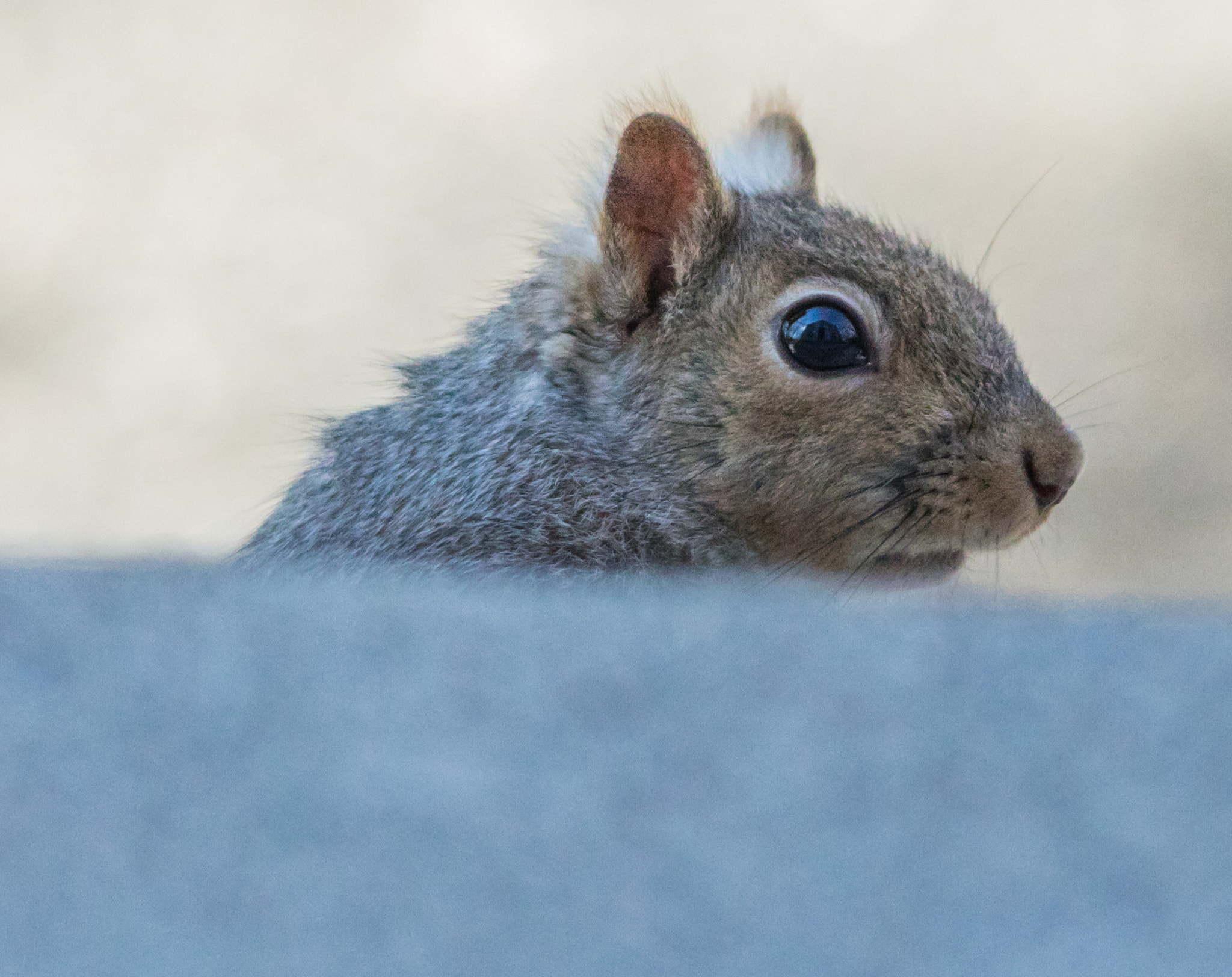 Sigma 150-500mm F5-6.3 DG OS HSM sample photo. Curious squirrel 7 photography