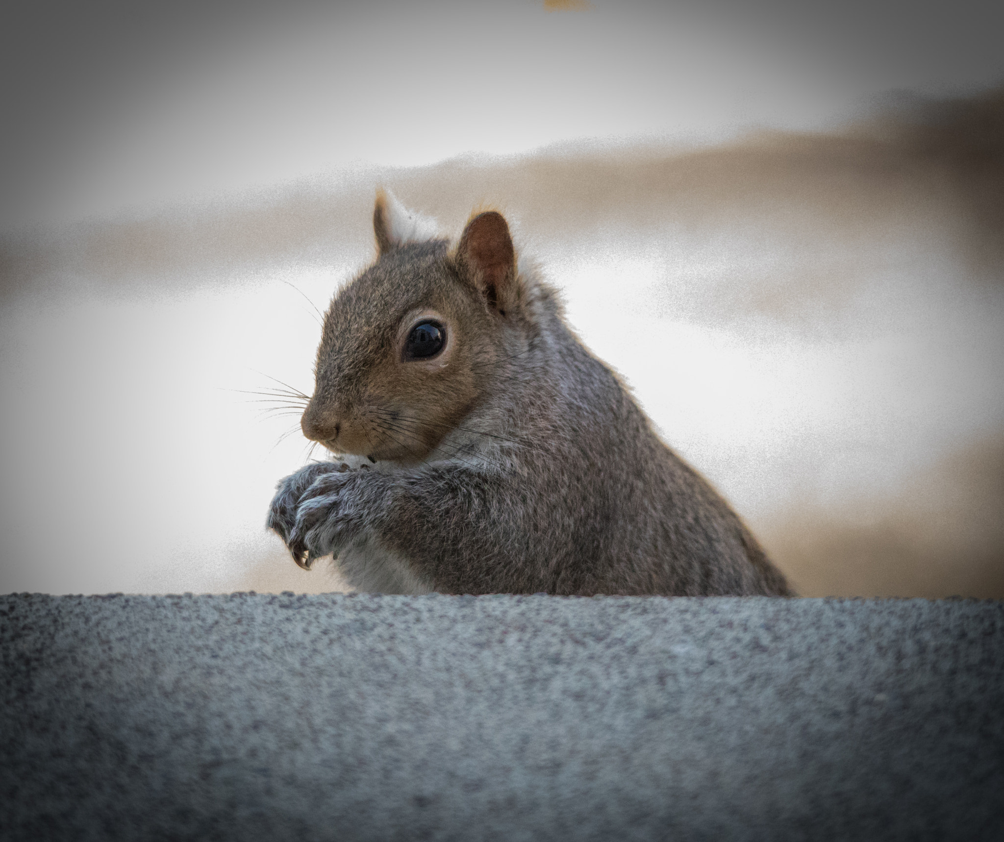 Sigma 150-500mm F5-6.3 DG OS HSM sample photo. Curious squirrel 9 photography