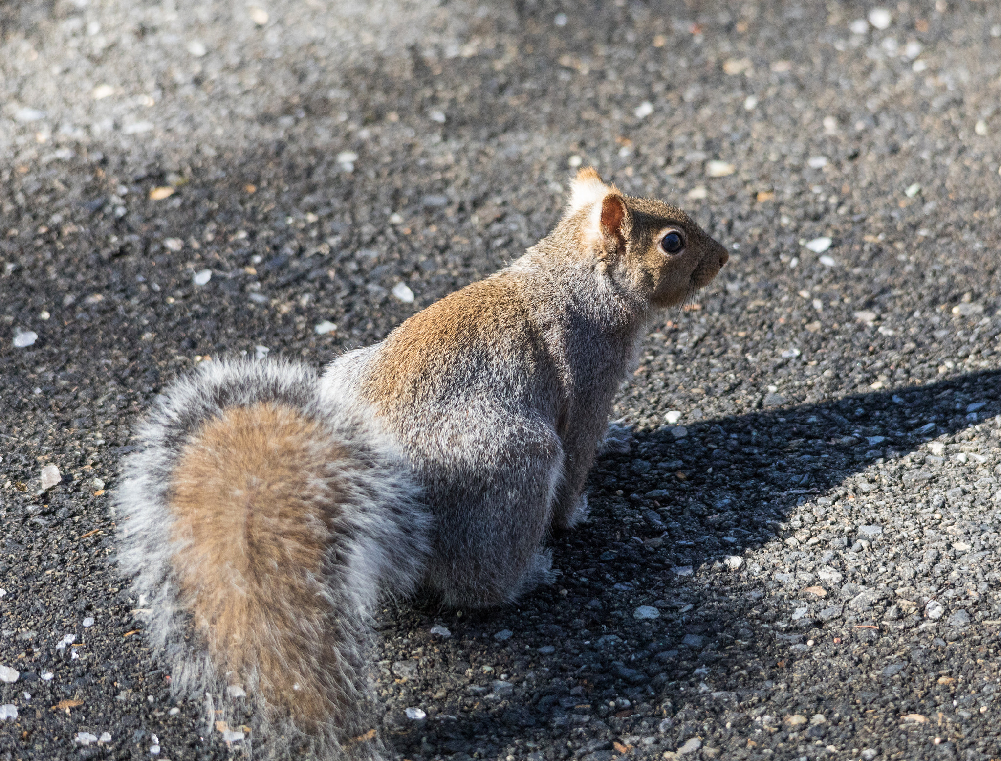 Canon EOS 5D Mark IV sample photo. Curious squirrel 10 photography