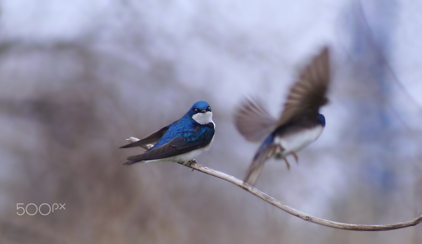 Sony 75-300mm F4.5-5.6 sample photo. It's about time you came home photography