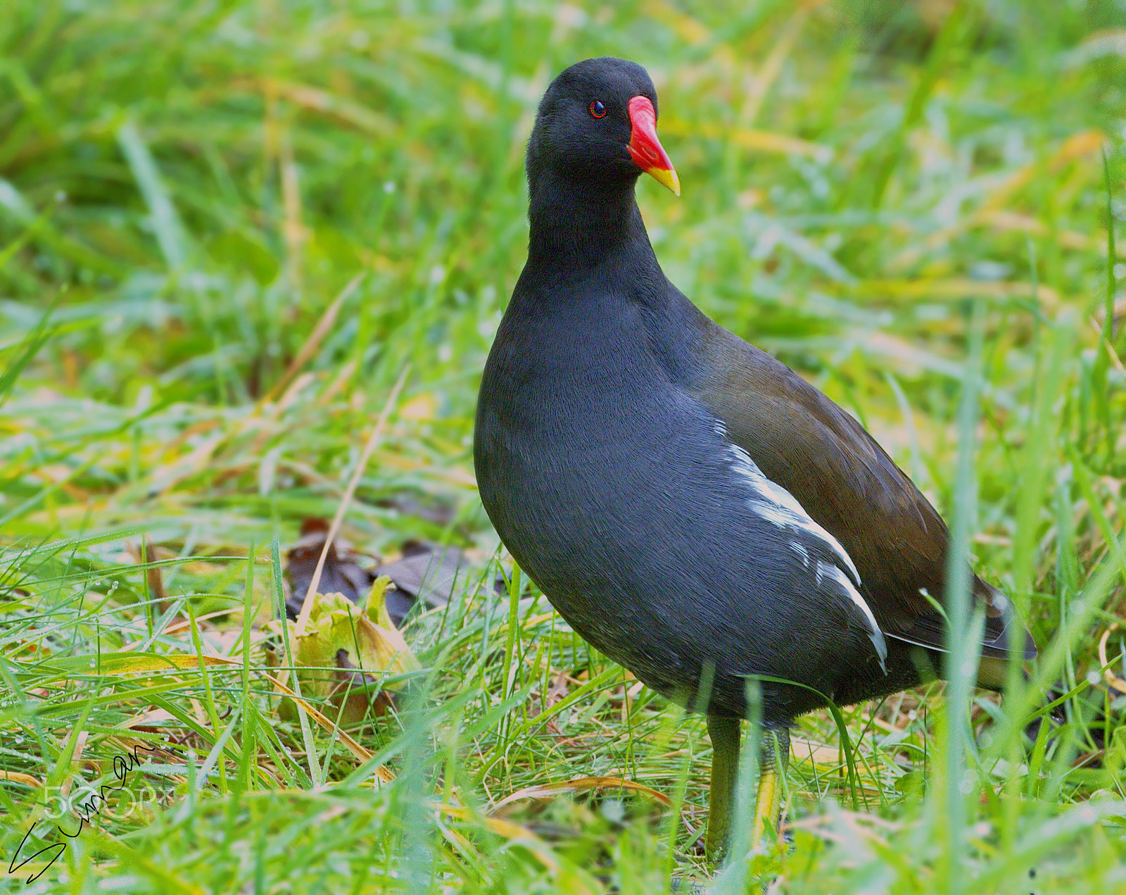 Canon EF 70-300mm F4-5.6L IS USM sample photo. Waterfowl photography