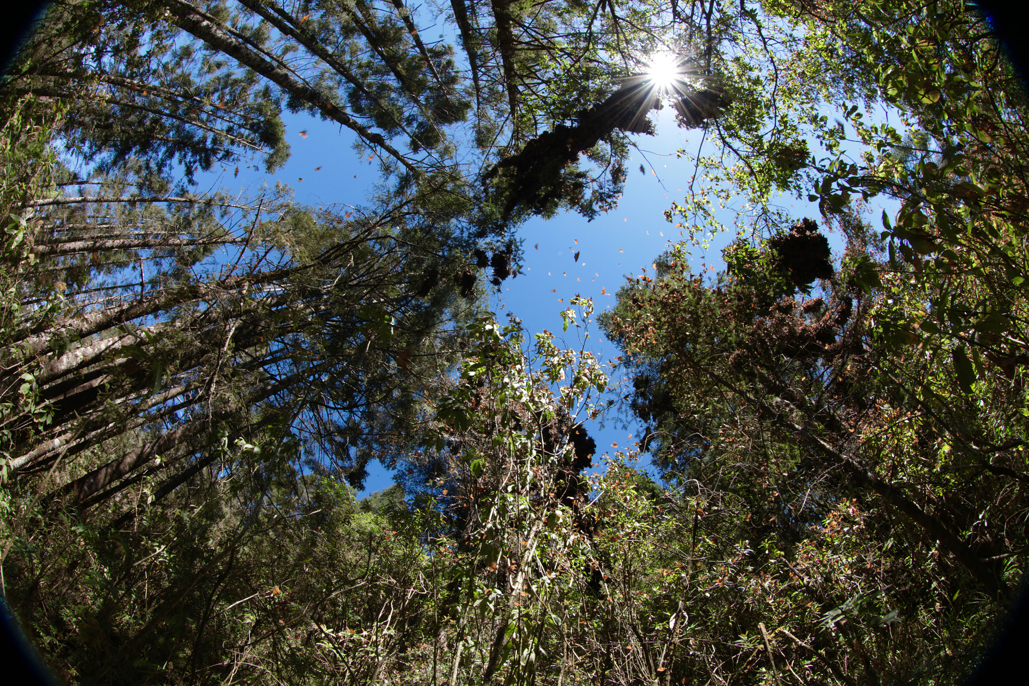 Canon EOS 5DS R + Canon EF 8-15mm F4L Fisheye USM sample photo. Mountains where monarch butterflies sleep. photography