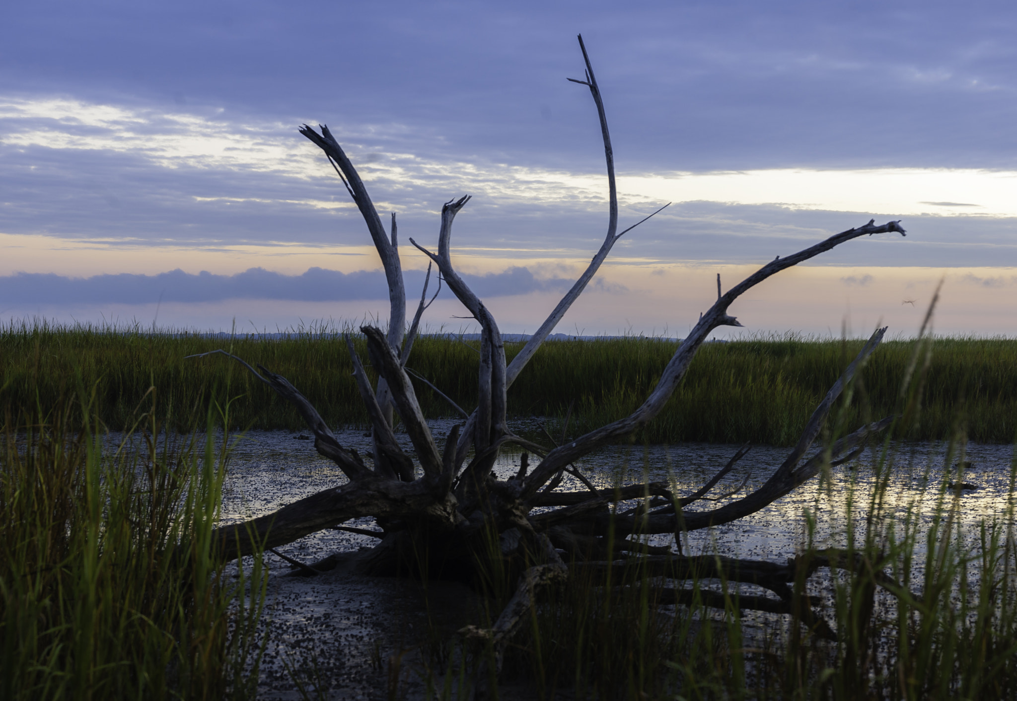 Nikon D40 sample photo. Driftwood photography