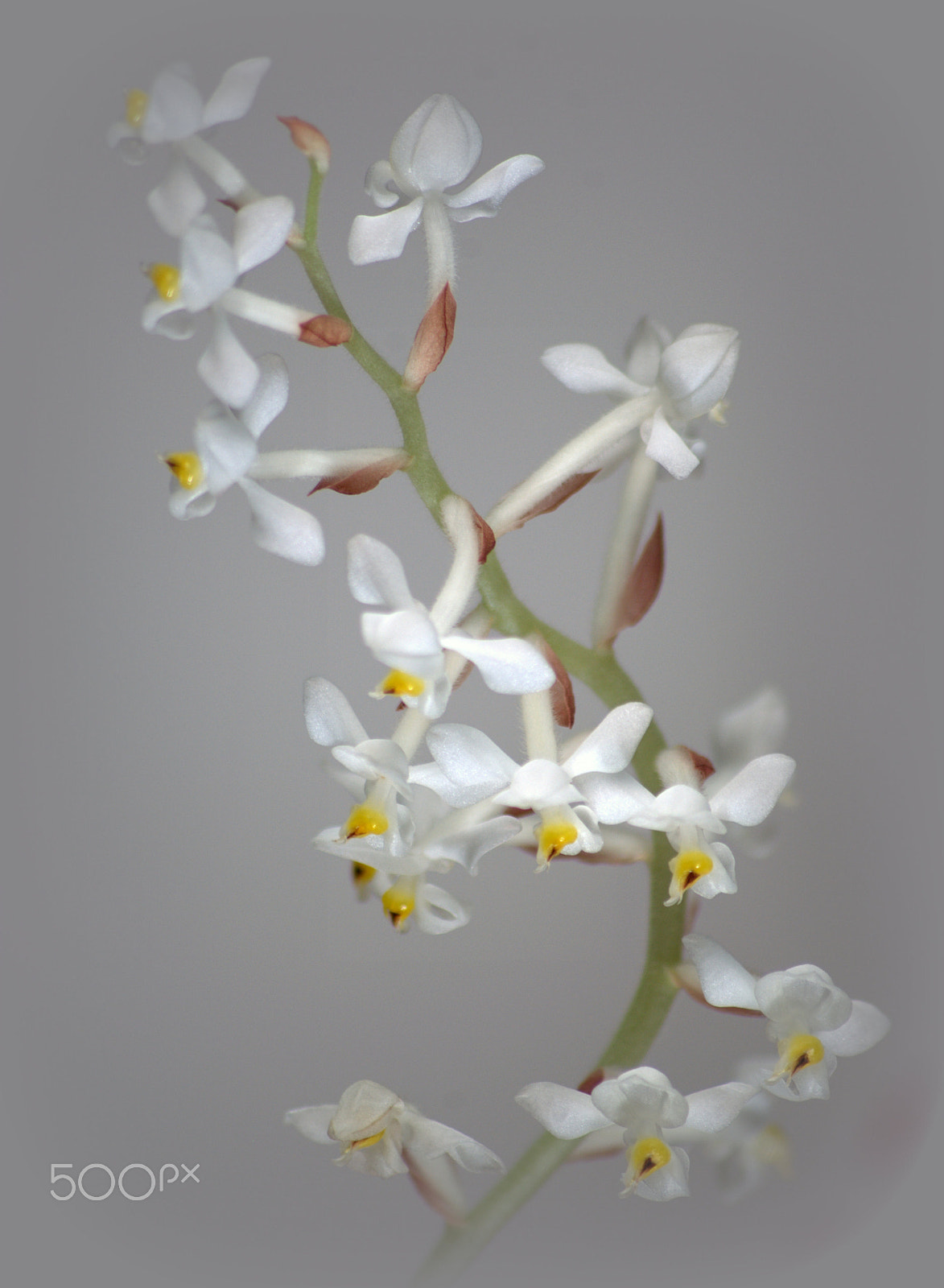 Nikon D3000 + Sigma 70-300mm F4-5.6 APO DG Macro sample photo. Ludisia jewel orchid photography