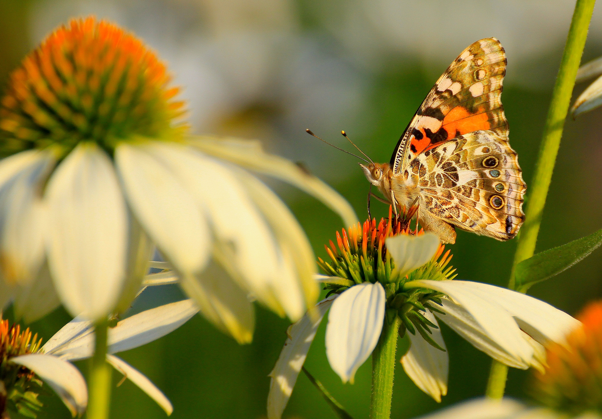 Canon EOS 50D sample photo. Summer colours photography