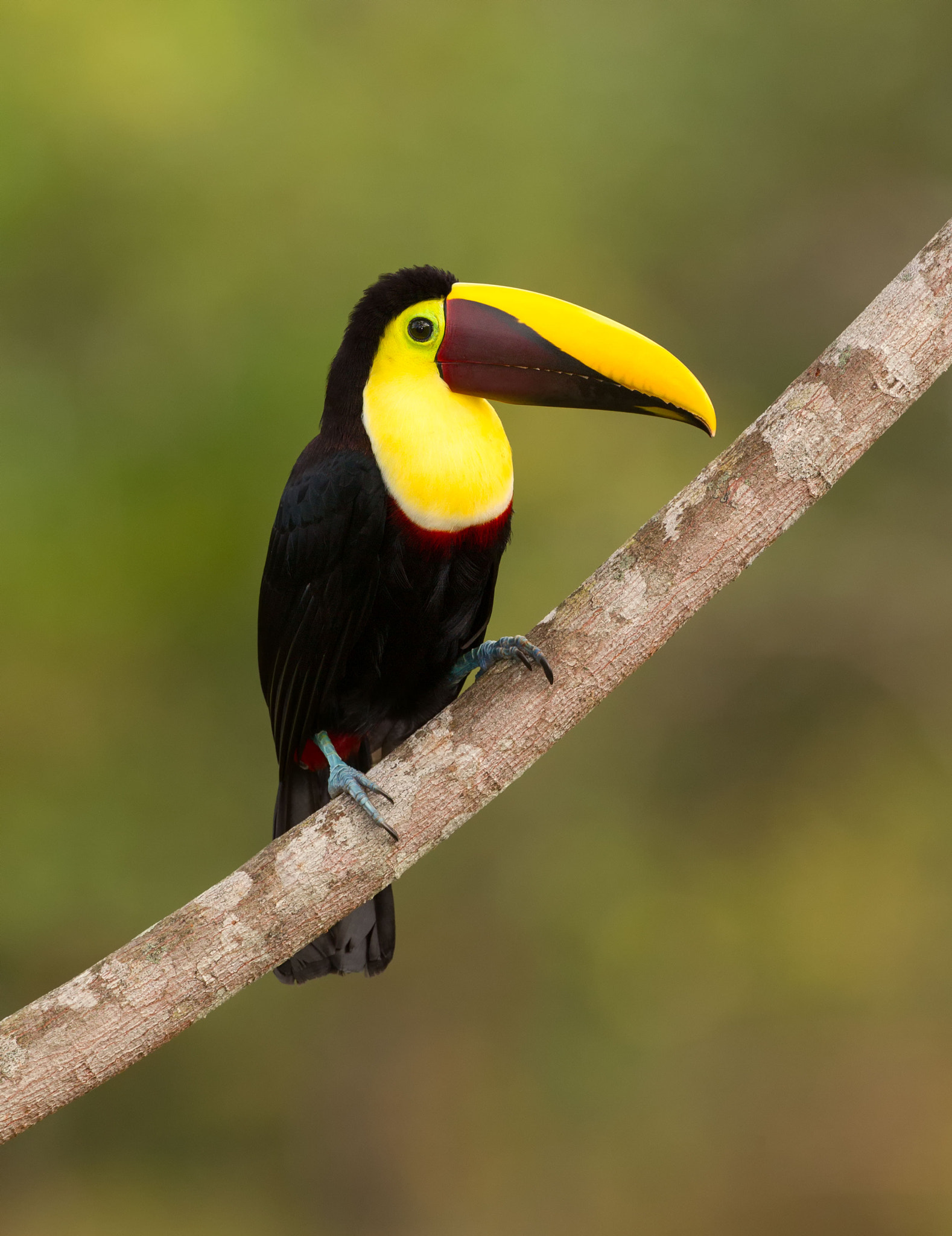 Canon EF 500mm F4L IS USM sample photo. Chestnut mandibled toucan photography