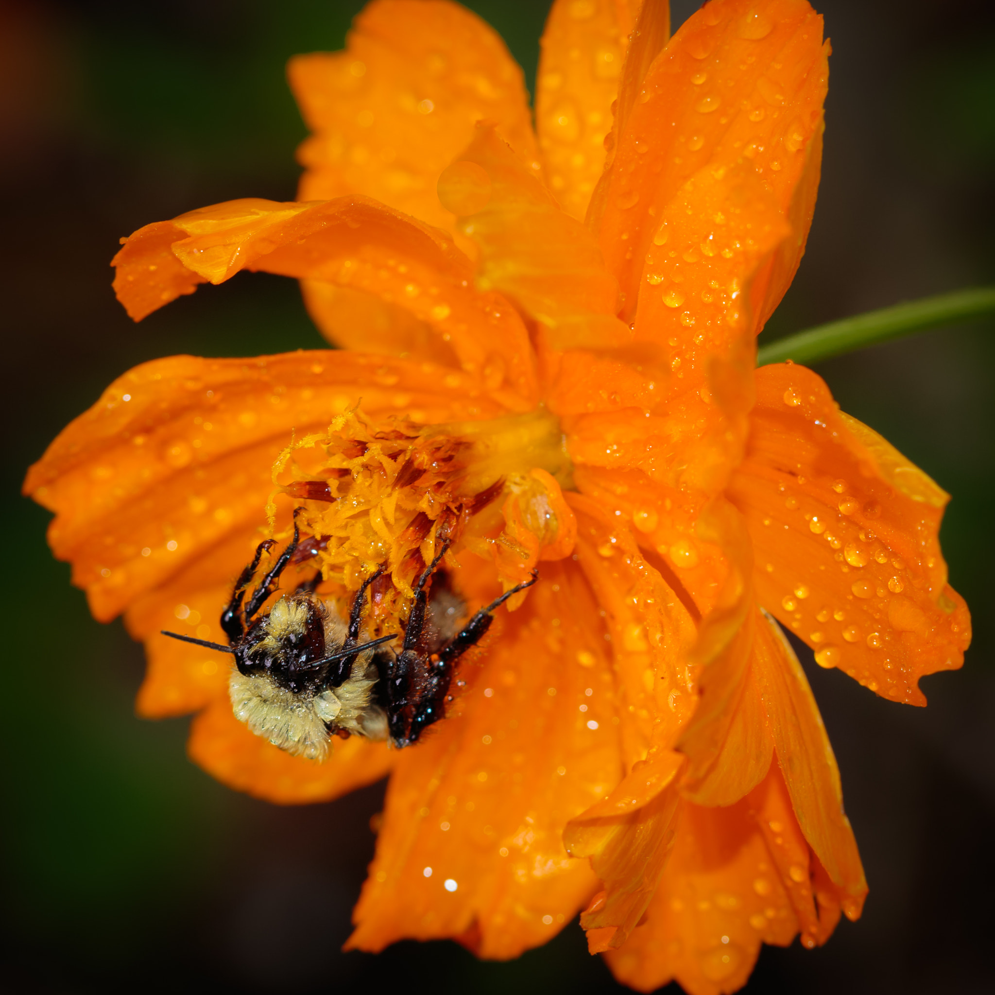 Canon EF 100mm F2.8 Macro USM sample photo. Out overnight photography