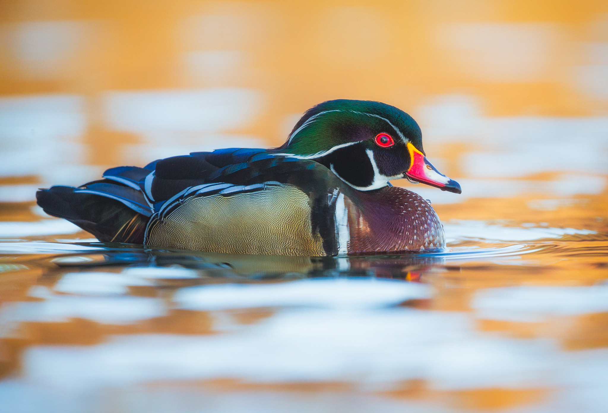 Canon EF 500mm F4L IS USM sample photo. Woodduck photography