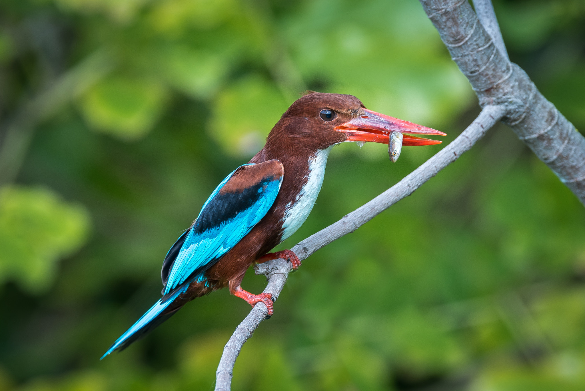 Nikon AF-S Nikkor 600mm F4E FL ED VR sample photo. White-throated kingfisher photography