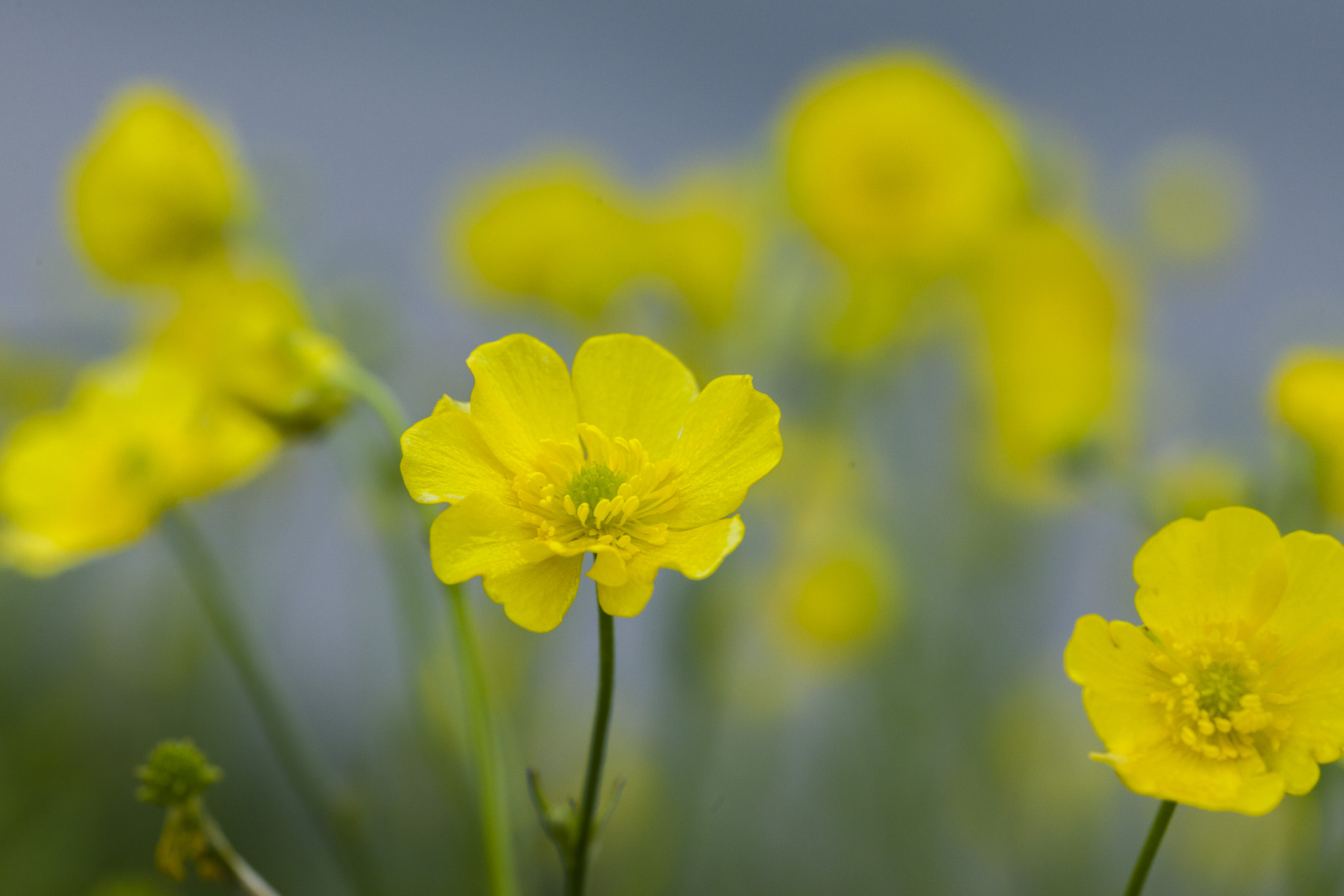 ZEISS Makro-Planar T* 100mm F2 sample photo. Dsc photography