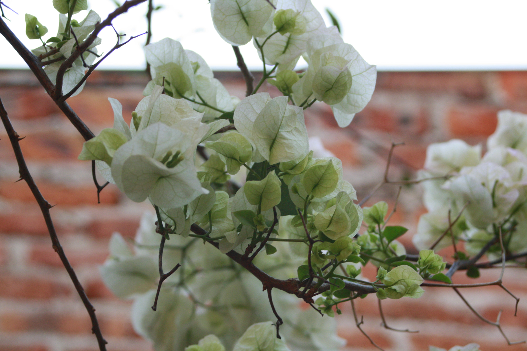 Canon EF 28-80mm f/3.5-5.6 sample photo. Nature photography