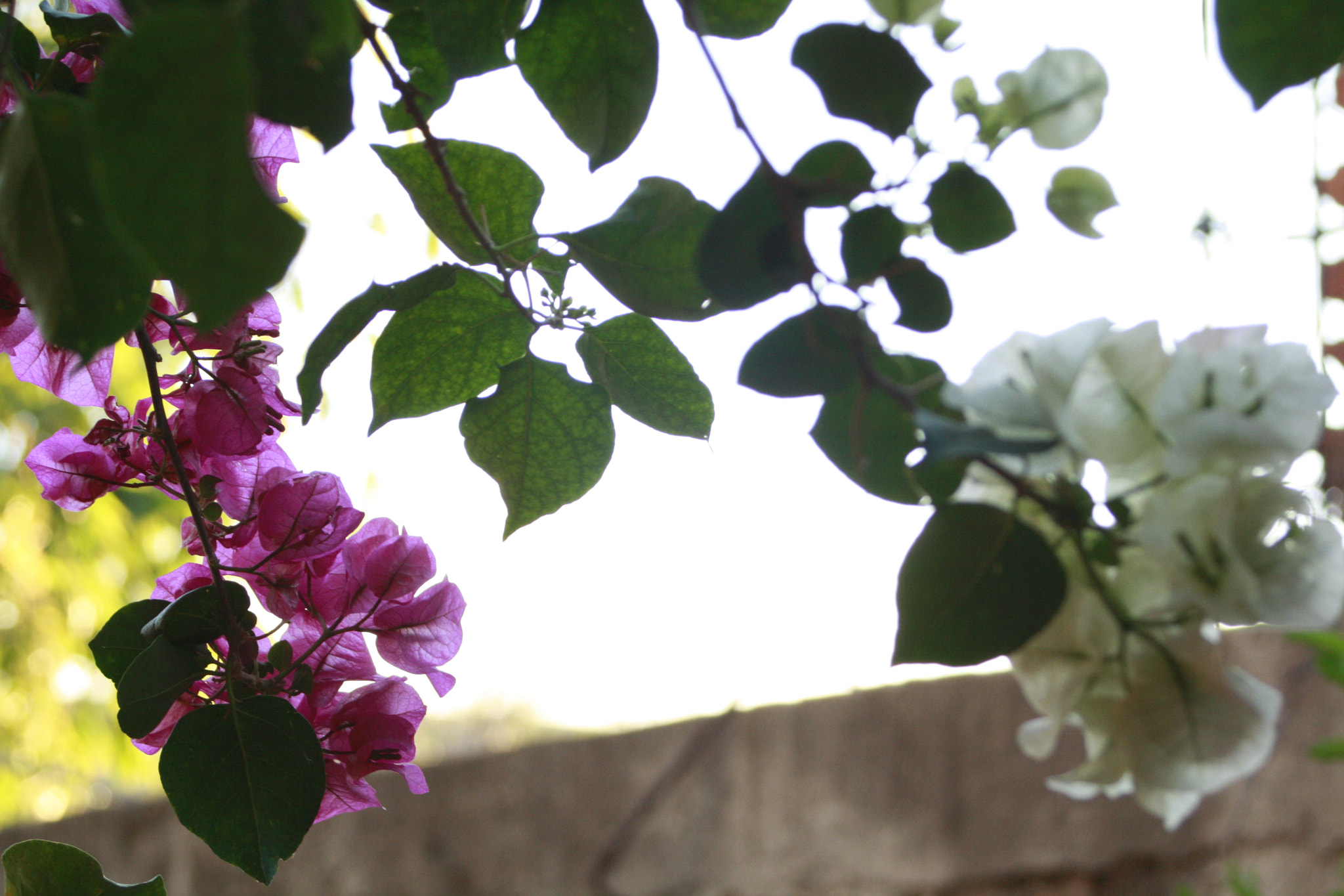 Canon EF 28-80mm f/3.5-5.6 sample photo. Nature photography