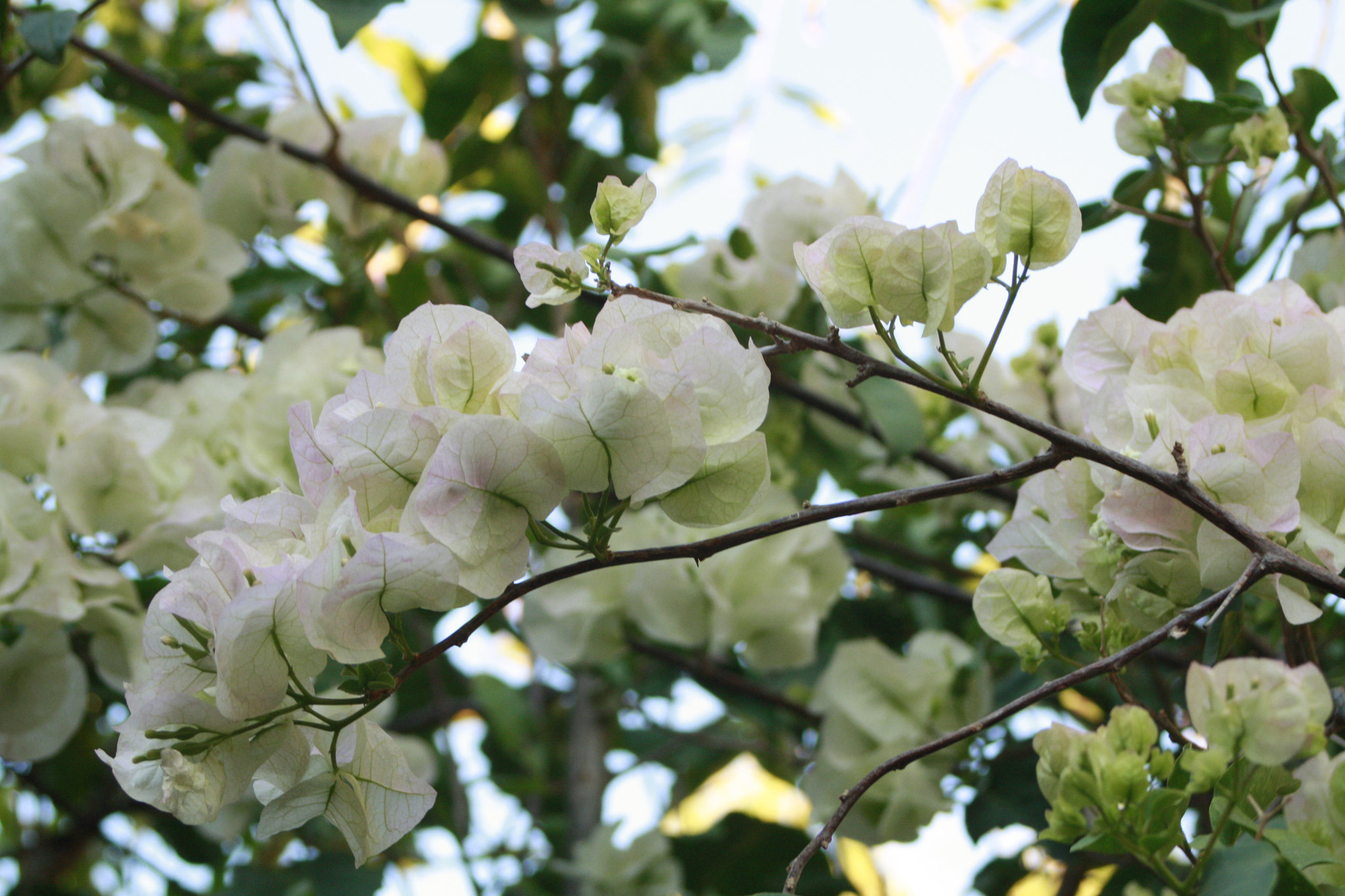 Canon EF 28-80mm f/3.5-5.6 sample photo. Nature photography
