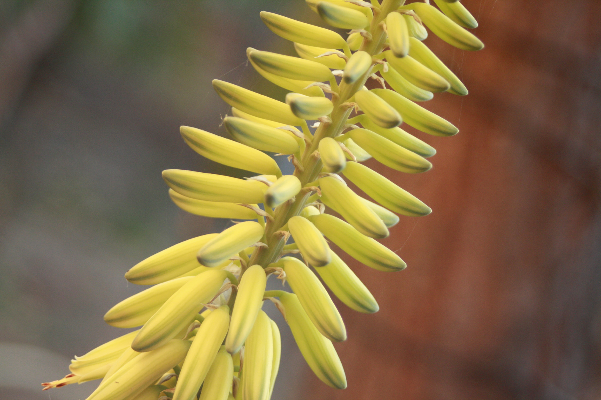 Canon EF 28-80mm f/3.5-5.6 sample photo. Nature photography