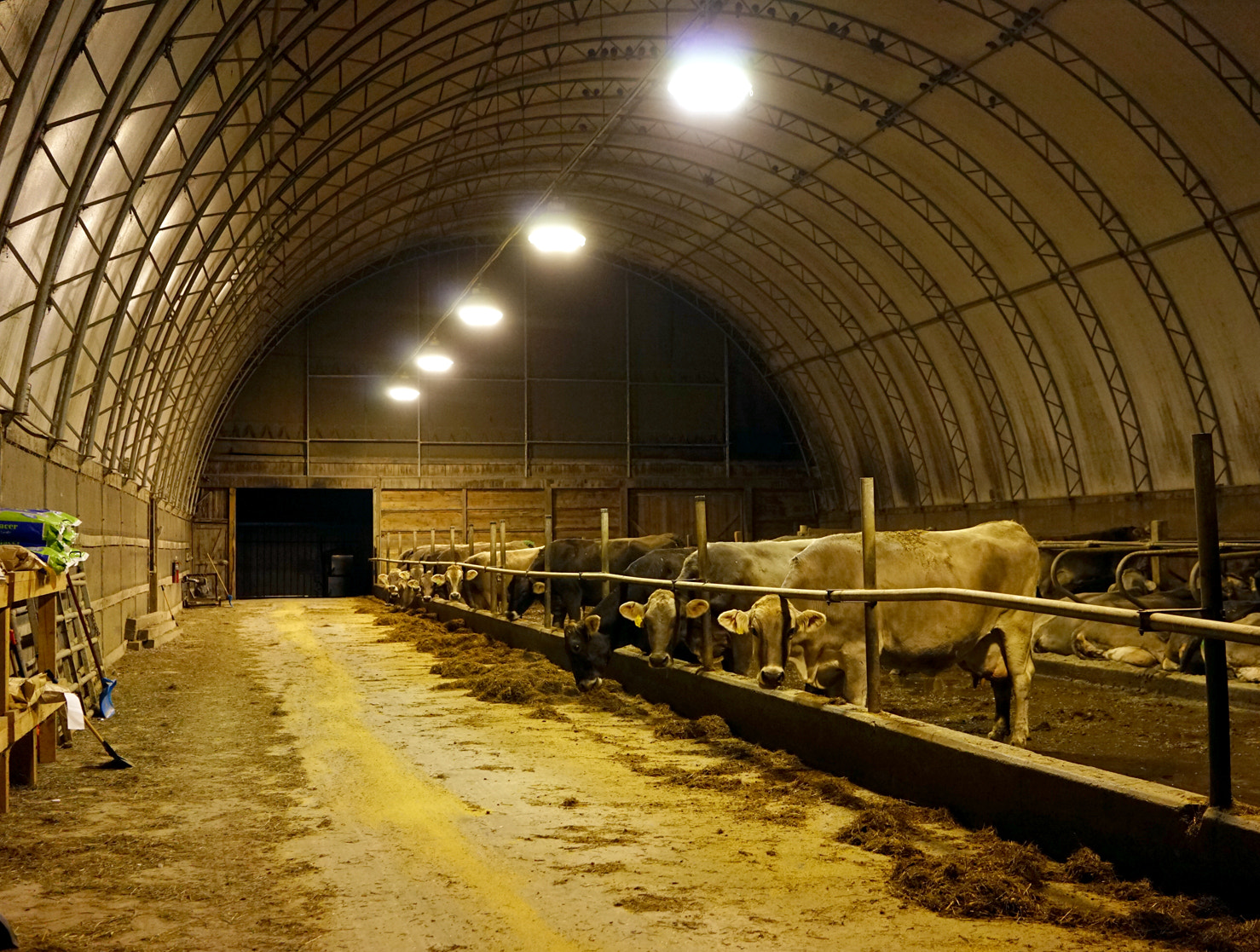 Sony a7 sample photo. Cows at night photography