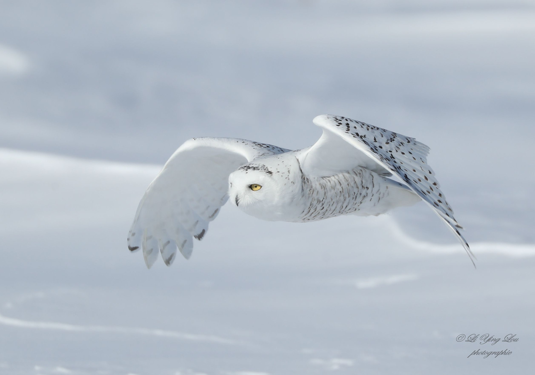 Canon EOS-1D X Mark II + Canon EF 100-400mm F4.5-5.6L IS II USM sample photo. Le harfang des neiges\the snowy owl photography