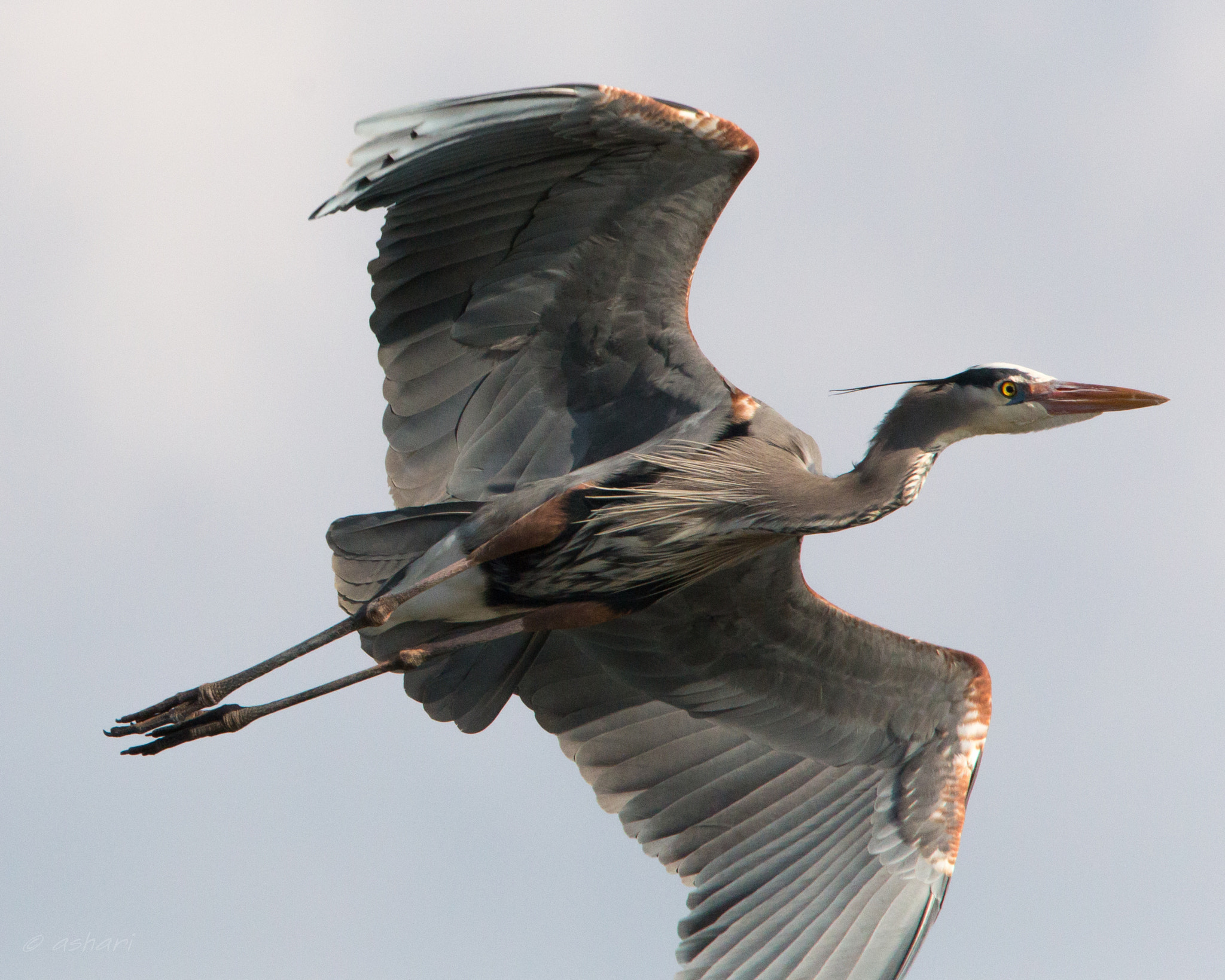 150-600mm F5-6.3 DG OS HSM | Contemporary 015 sample photo. Great blue heron photography