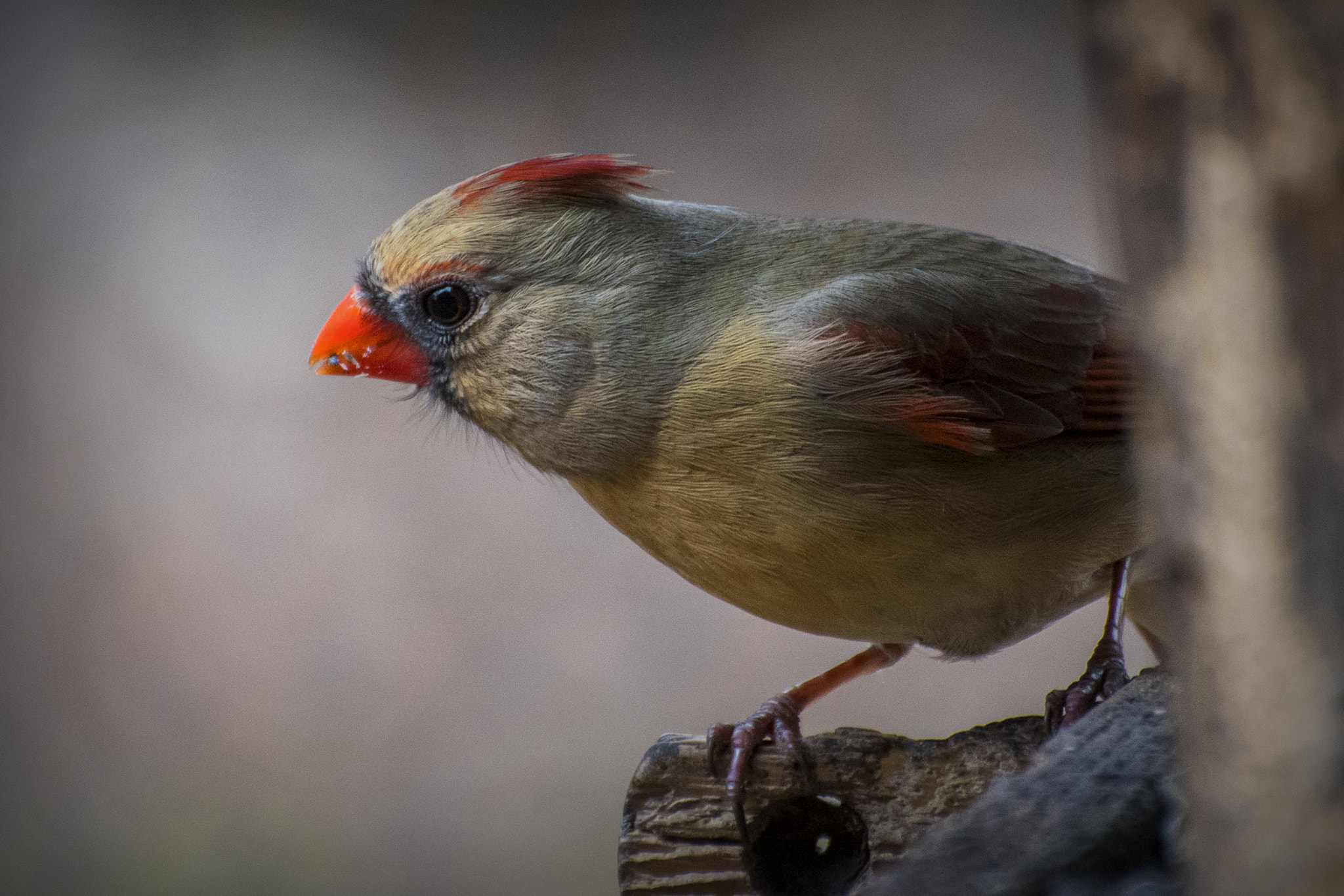 Nikon D500 sample photo. Cardinal close-up. windsor. on. photography