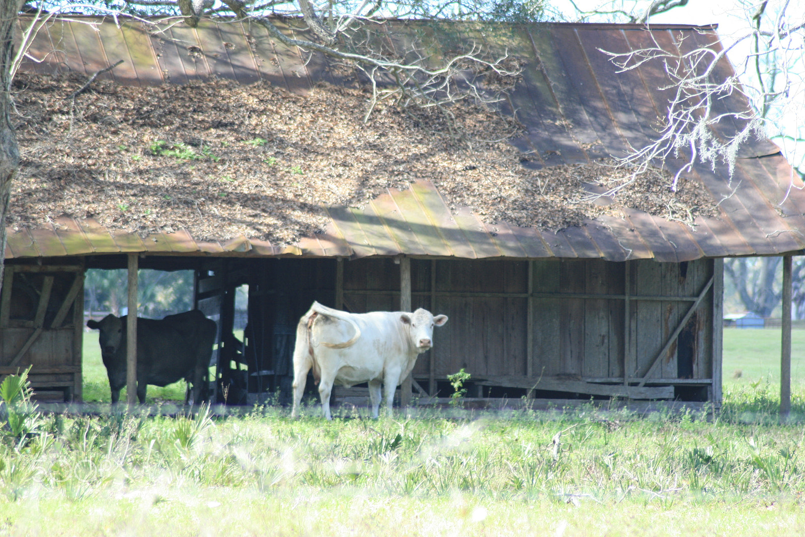 Canon EOS 400D (EOS Digital Rebel XTi / EOS Kiss Digital X) sample photo. Barn & cows photography
