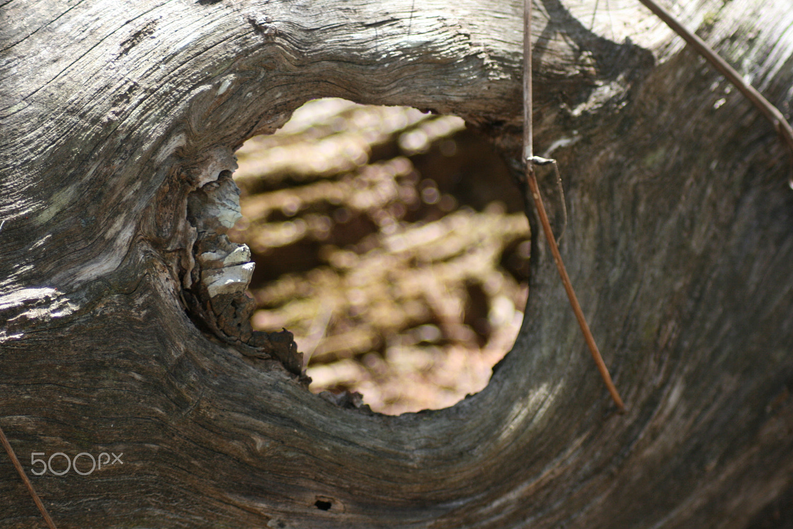 Canon EOS 400D (EOS Digital Rebel XTi / EOS Kiss Digital X) sample photo. Knot hole photography