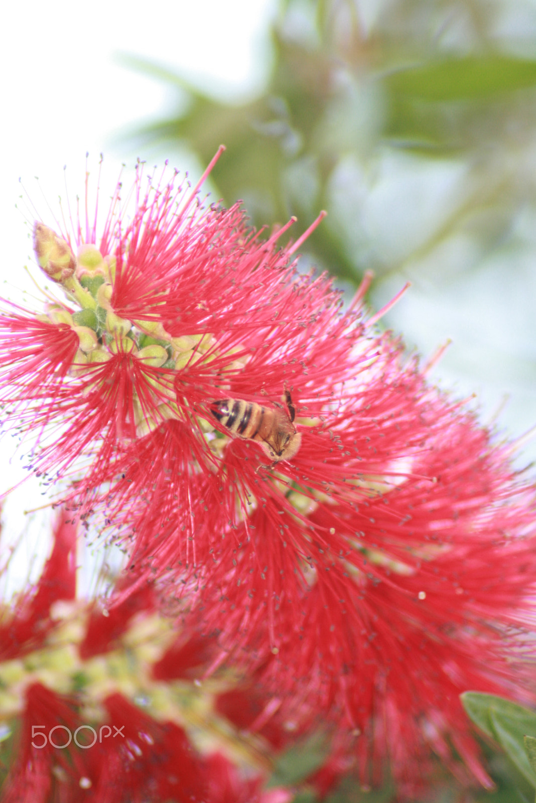 Canon EOS 400D (EOS Digital Rebel XTi / EOS Kiss Digital X) sample photo. Bee in the bottle brush photography