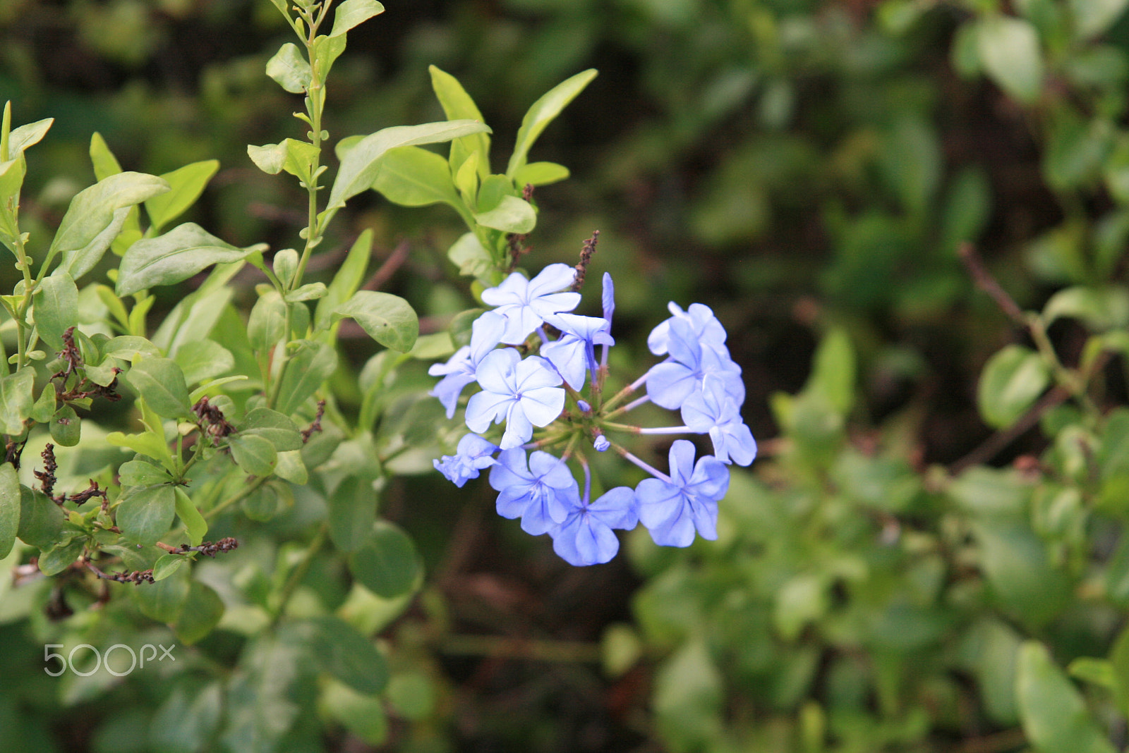 Canon EF 24-85mm F3.5-4.5 USM sample photo. Blue photography