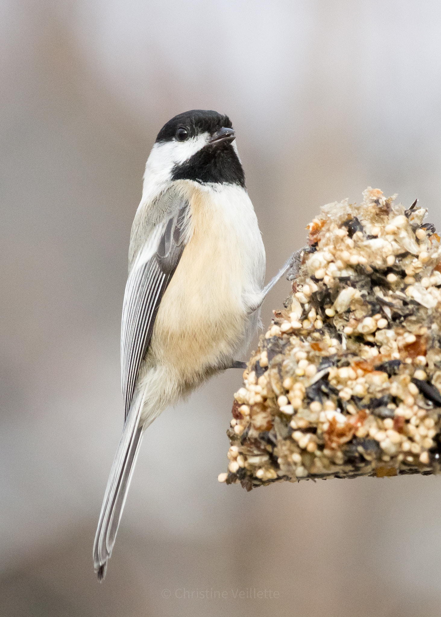 Canon EF-S 55-250mm F4-5.6 IS STM sample photo. Balanced meal photography